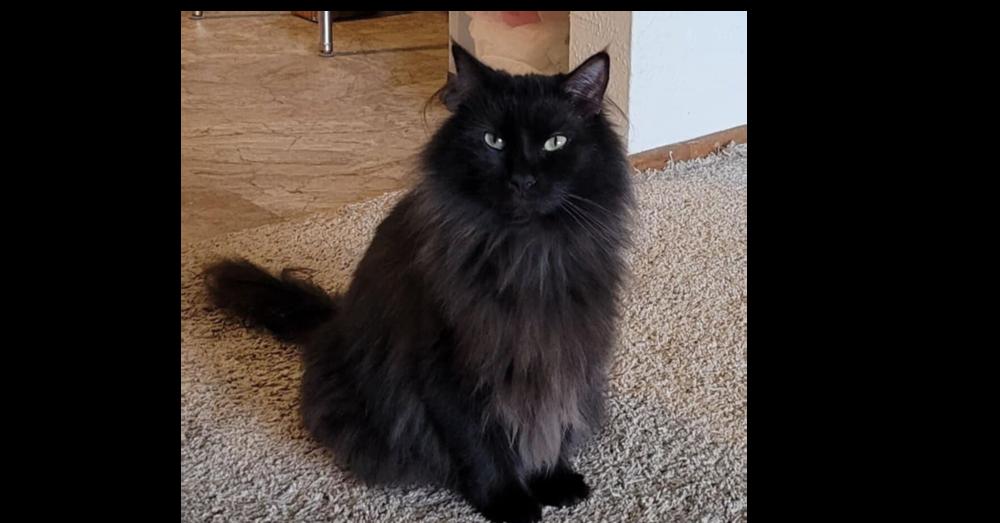 Miss Kitty, Adoptable, Adult Female Domestic Long Hair.