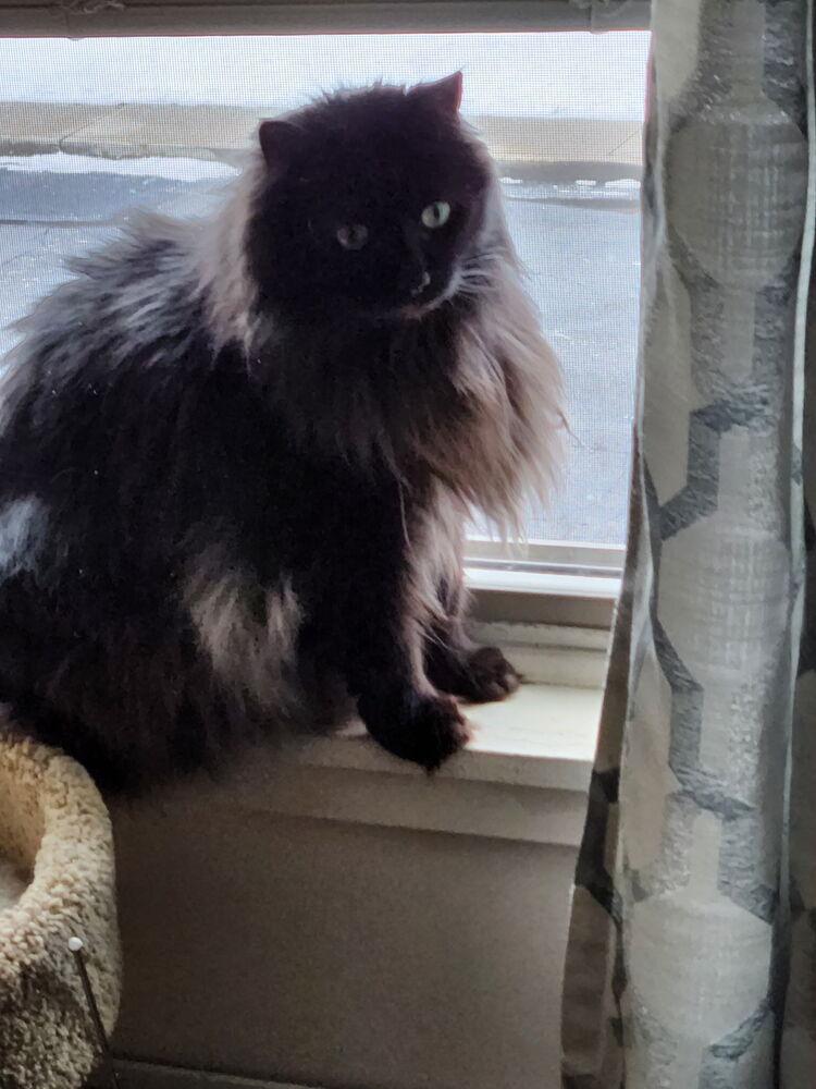 Enlarge Miss Kitty, a Adoptable mixed breed in Olyphant, PA image 1/6