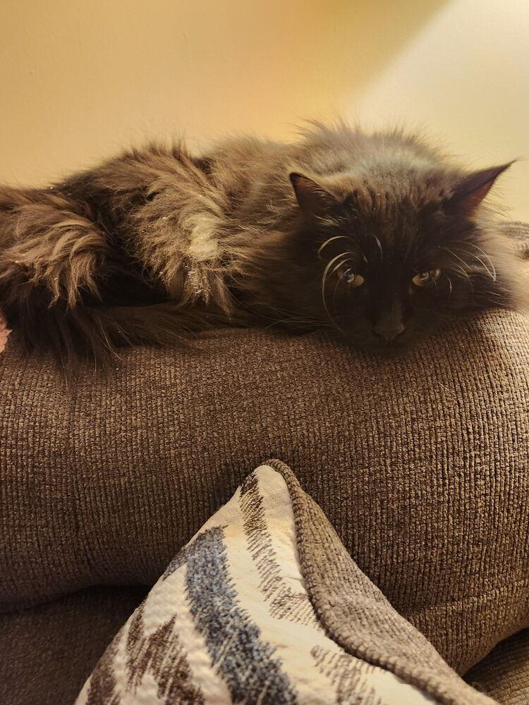 Enlarge Miss Kitty, a Adoptable mixed breed in Olyphant, PA image 2/6