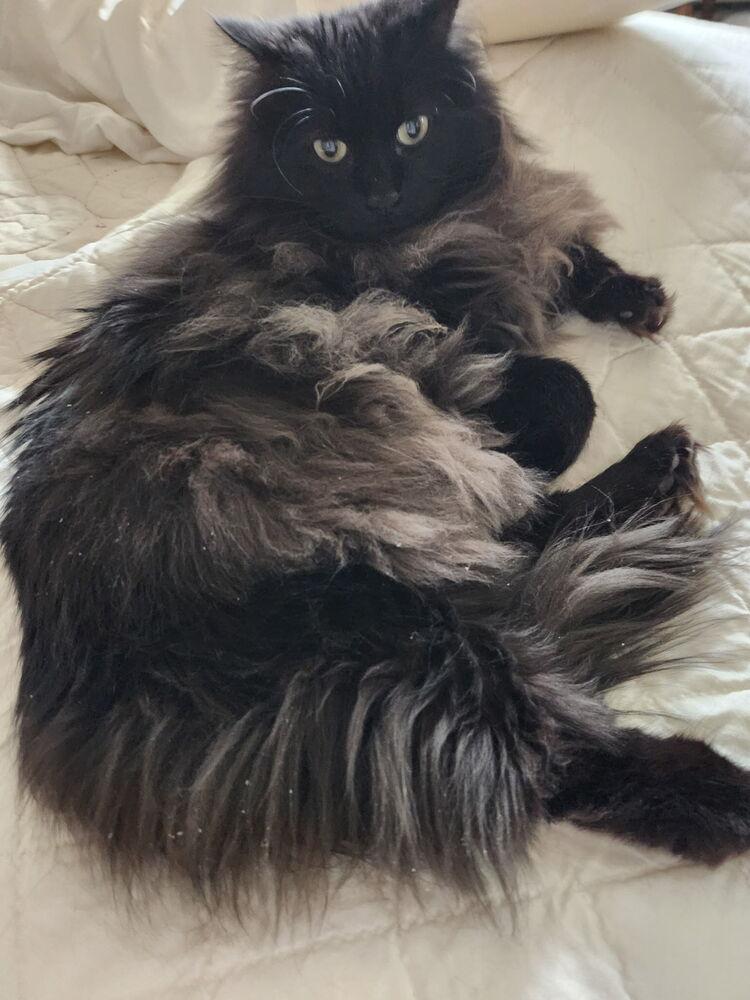 Enlarge Miss Kitty, a Adoptable mixed breed in Olyphant, PA image 5/6