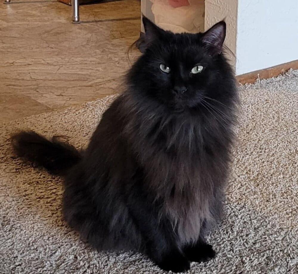 Miss Kitty, Adoptable, Adult Female Domestic Long Hair.