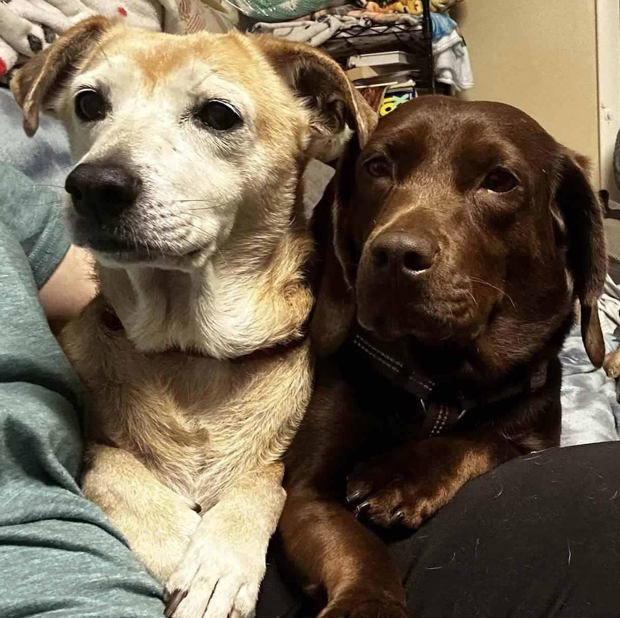 Gretel, Adoptable, Senior Female Beagle.