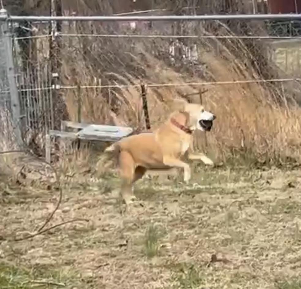 Gretel, a Adoptable mixed breed in Maryville, TN image 6/6