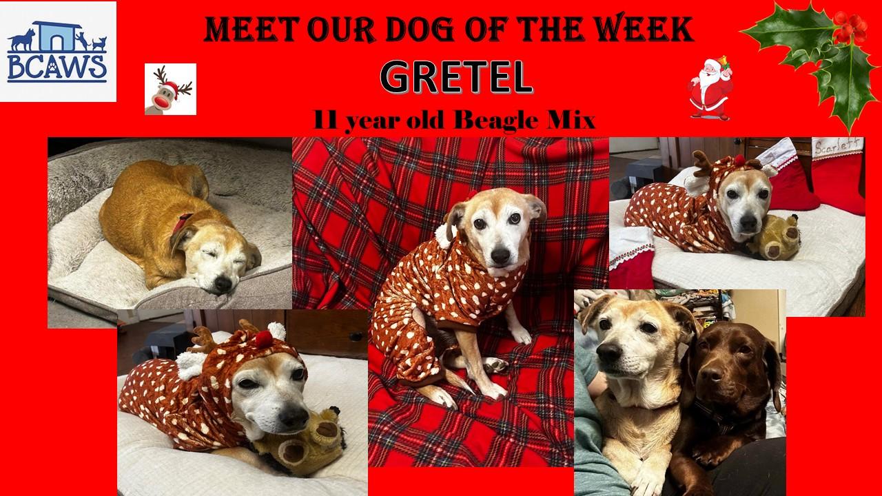 Enlarge Gretel, a Adoptable mixed breed in Maryville, TN image 3/4