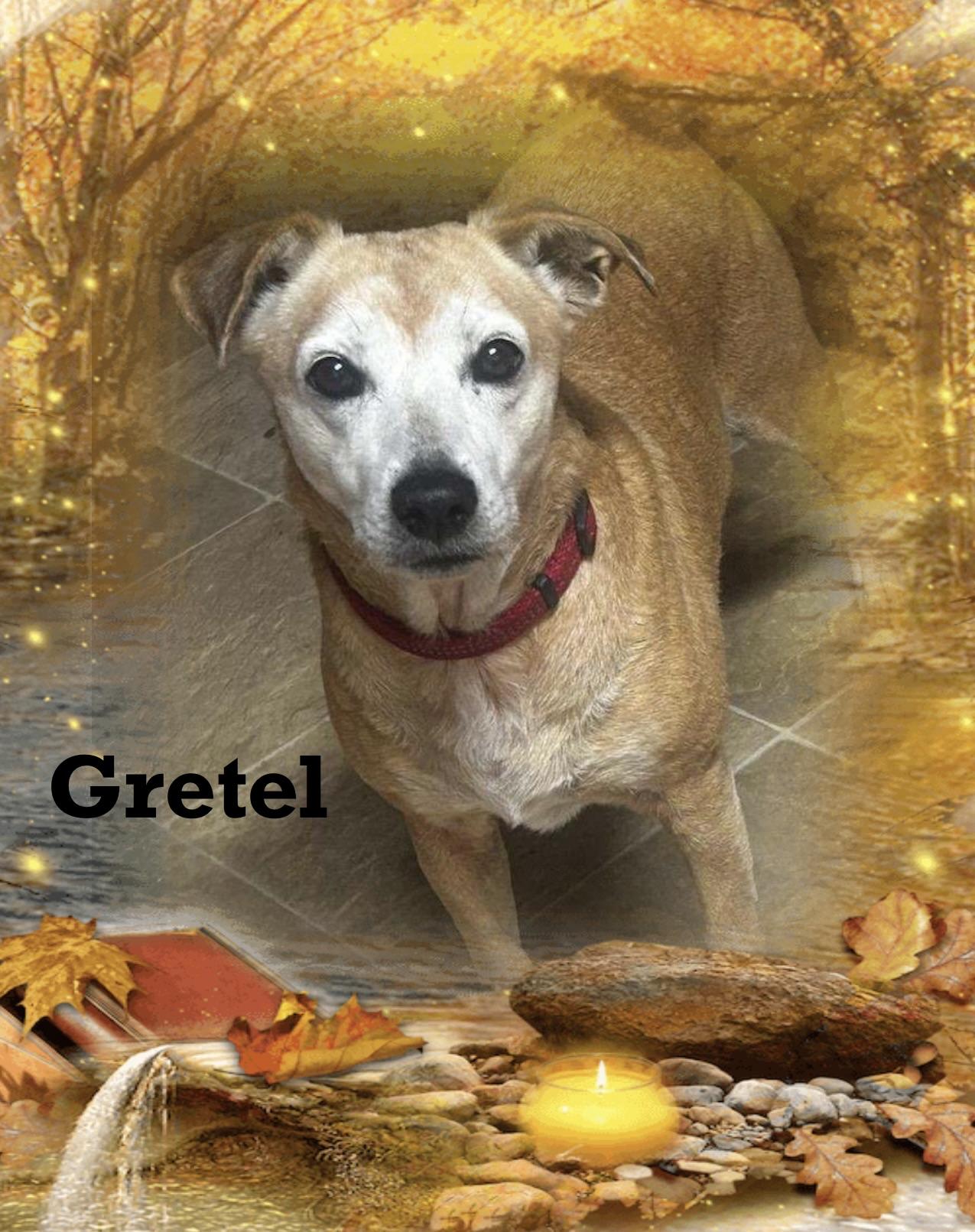 Enlarge Gretel, a Adoptable mixed breed in Maryville, TN image 1/6