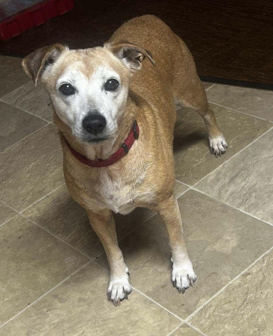 Gretel, Adoptable, Senior Female Beagle.