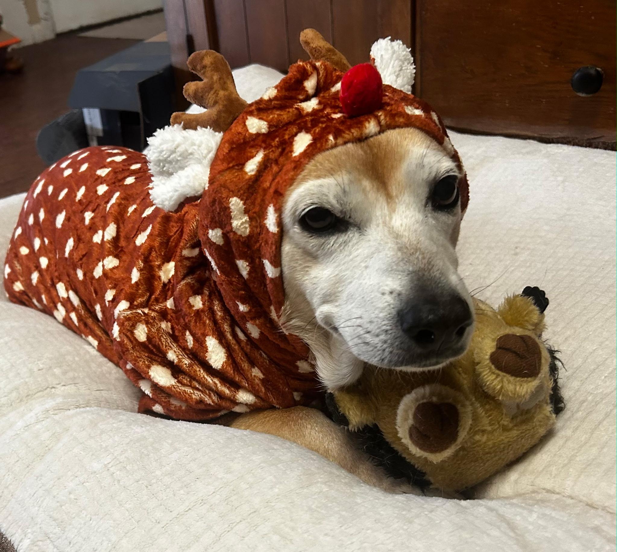 Enlarge Gretel, a Adoptable mixed breed in Maryville, TN image 4/4