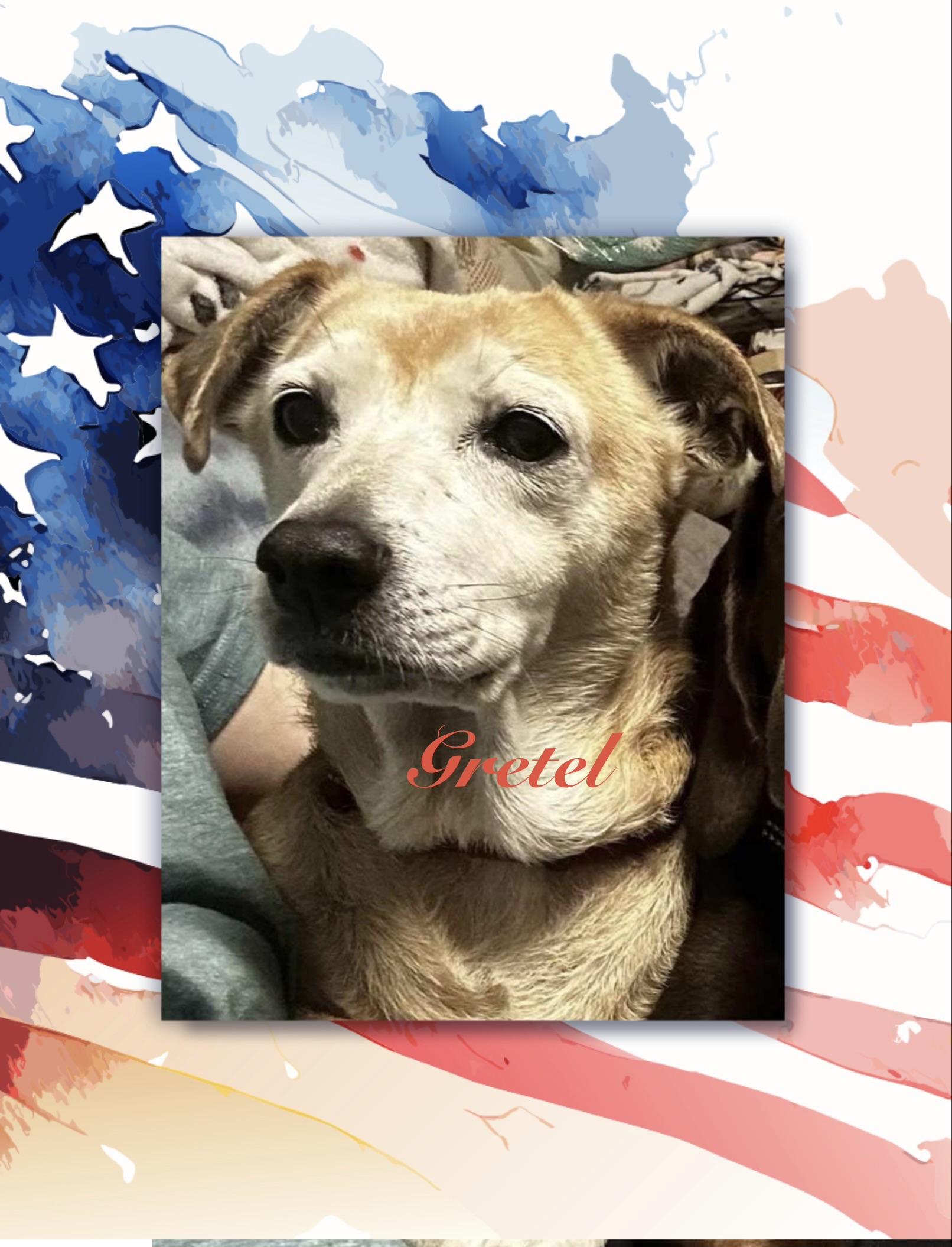 Enlarge Gretel, a Adoptable mixed breed in Maryville, TN image 1/6