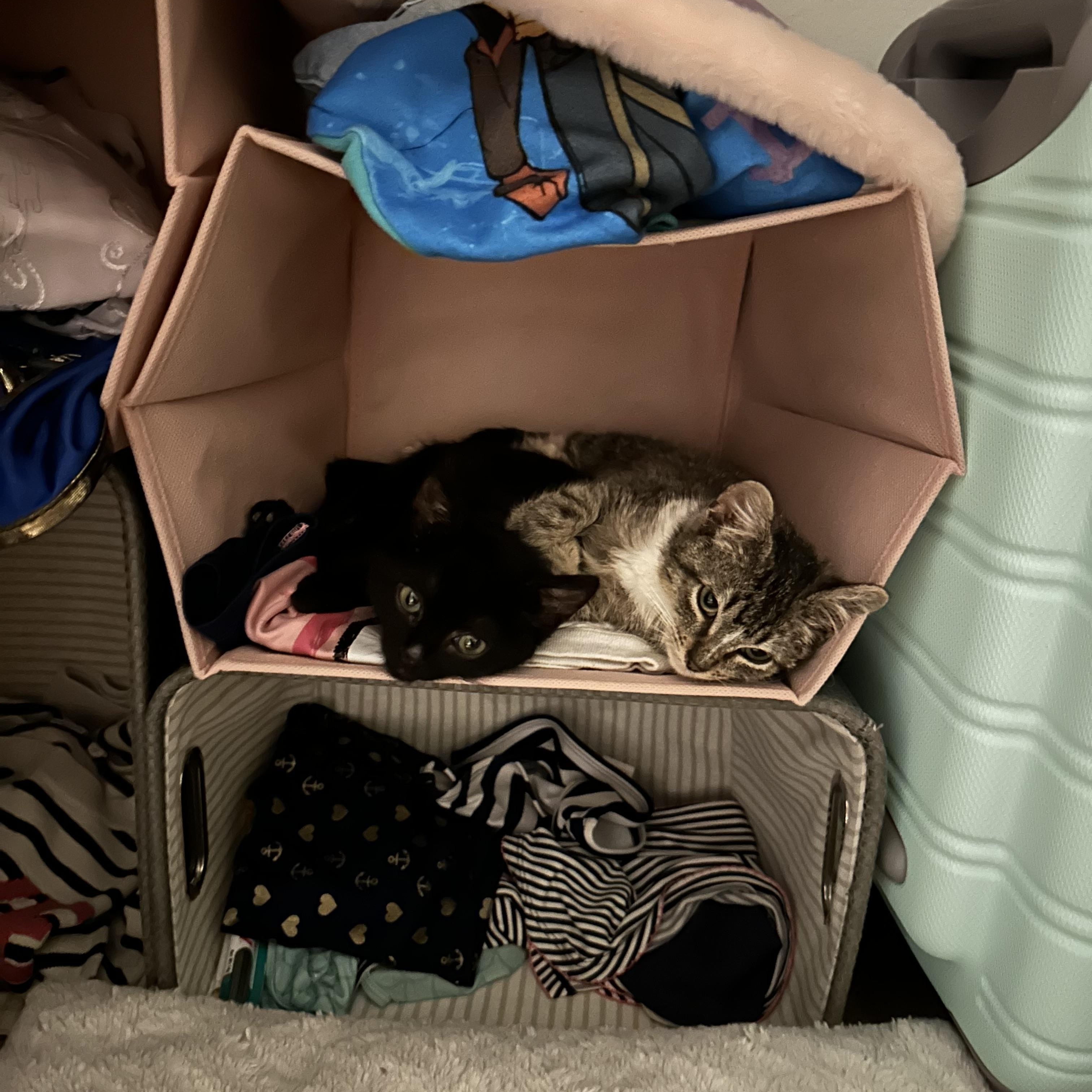 Bogey — thumbnail 2