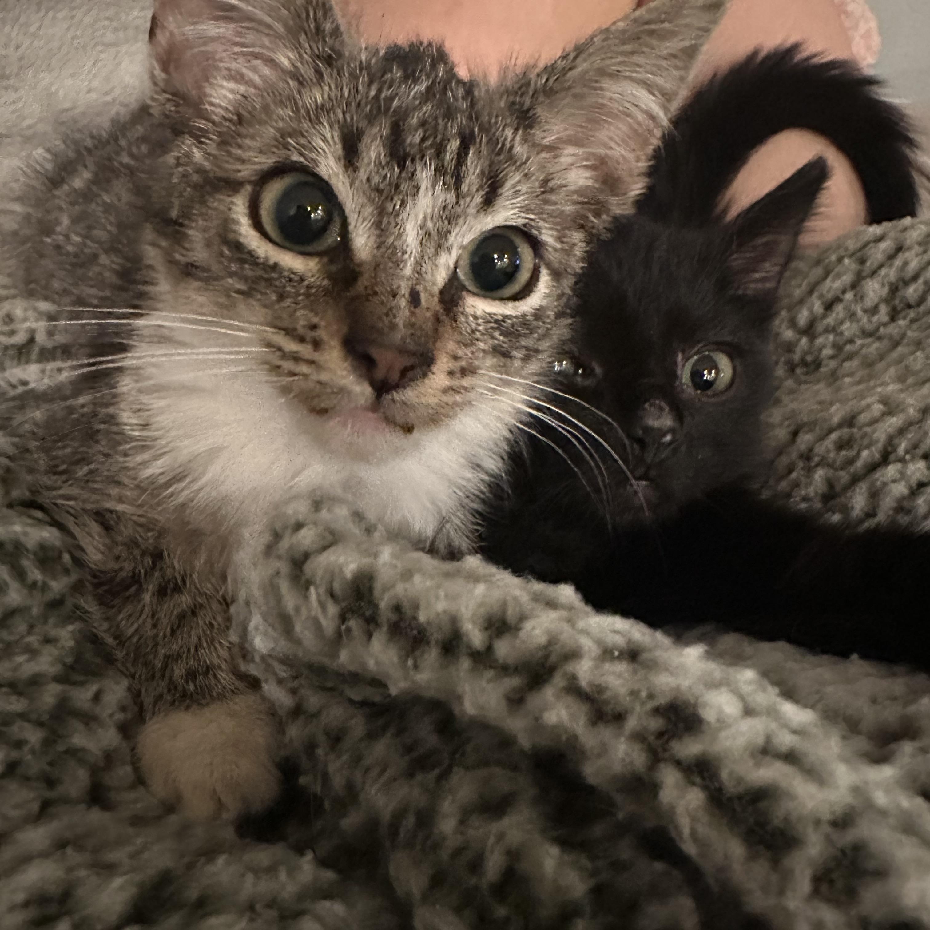 Bogey — thumbnail 3