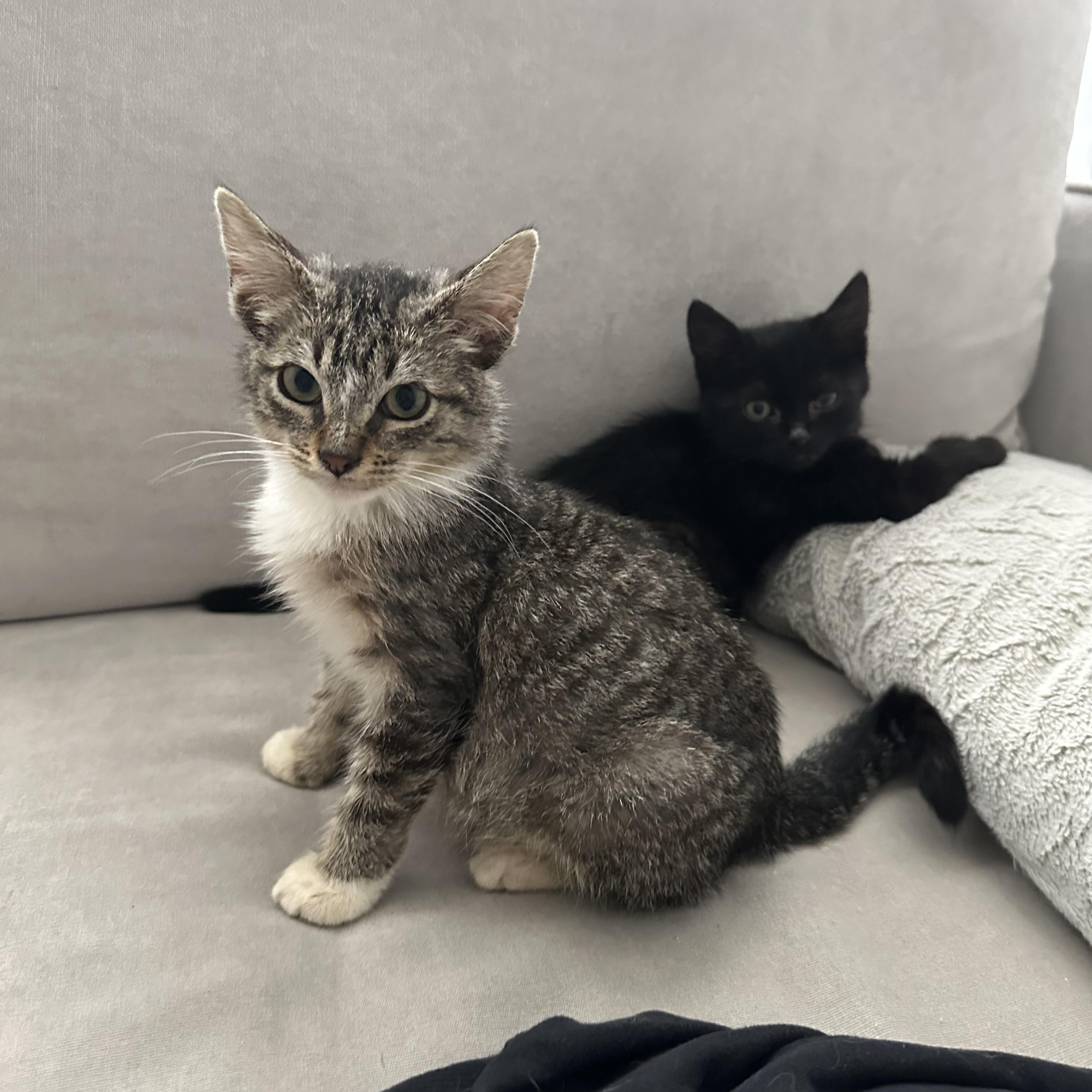 Bogey — thumbnail 4