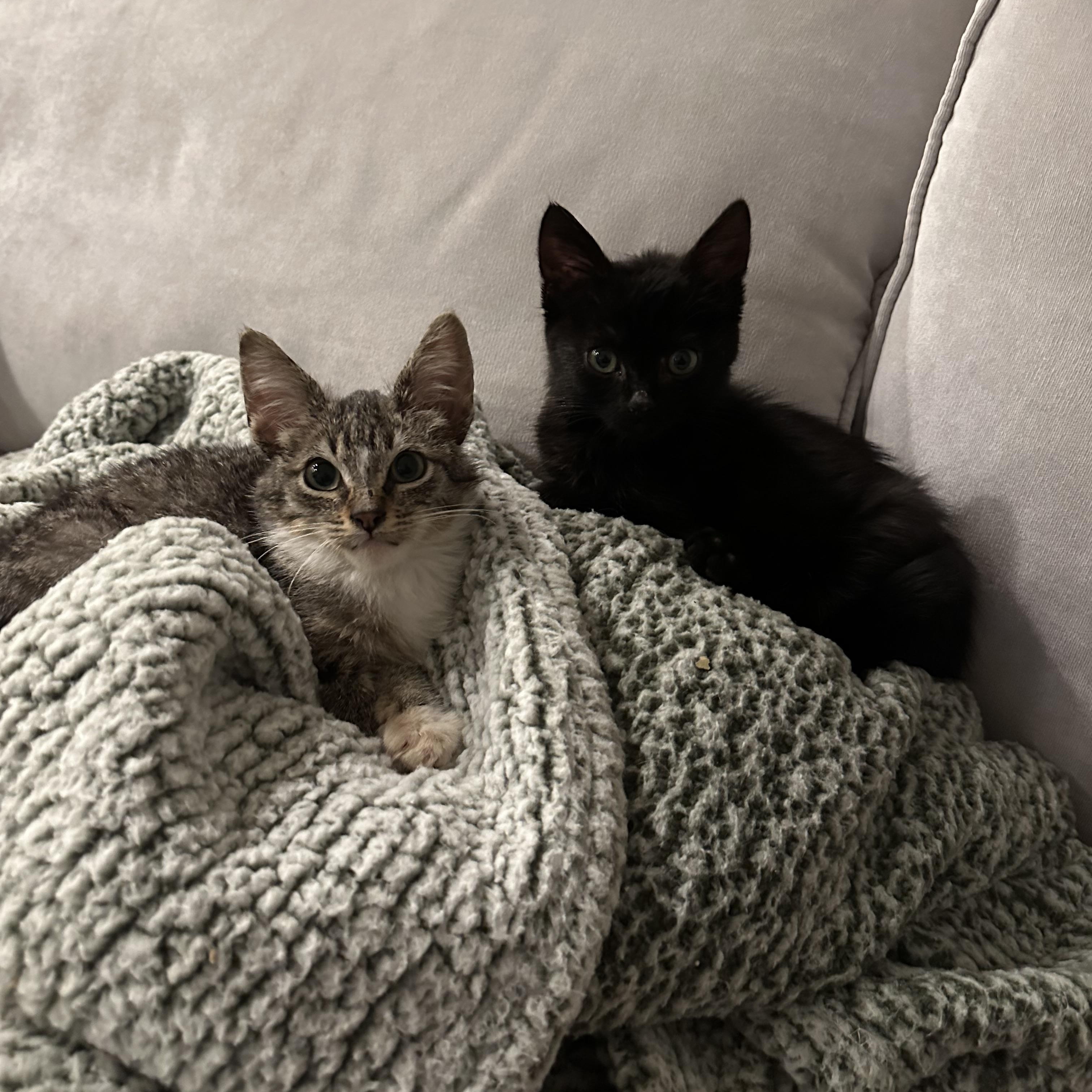 Bogey — thumbnail 5