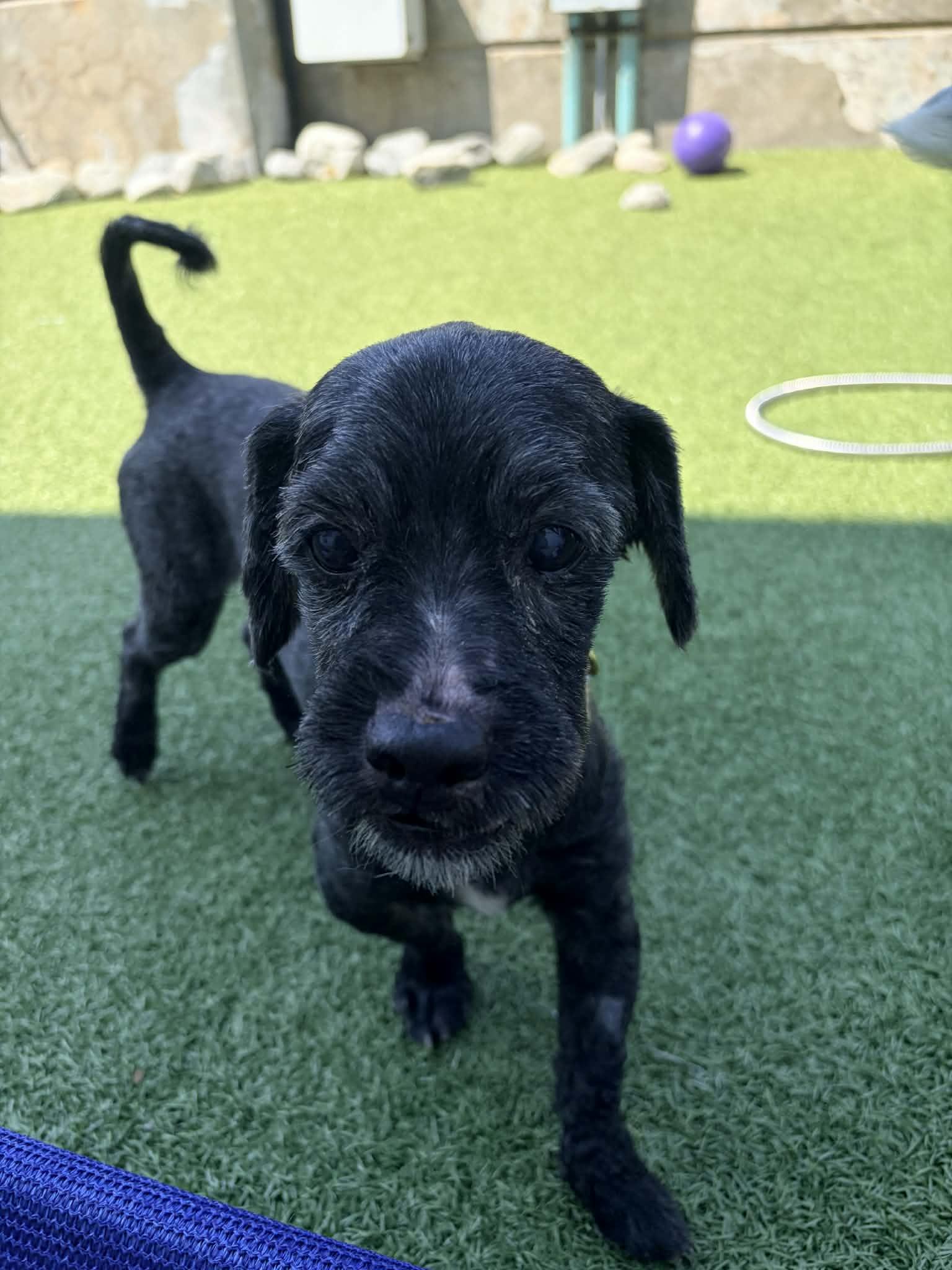Sprocket, a Adoptable mixed breed in Stamford, CT image 6/6