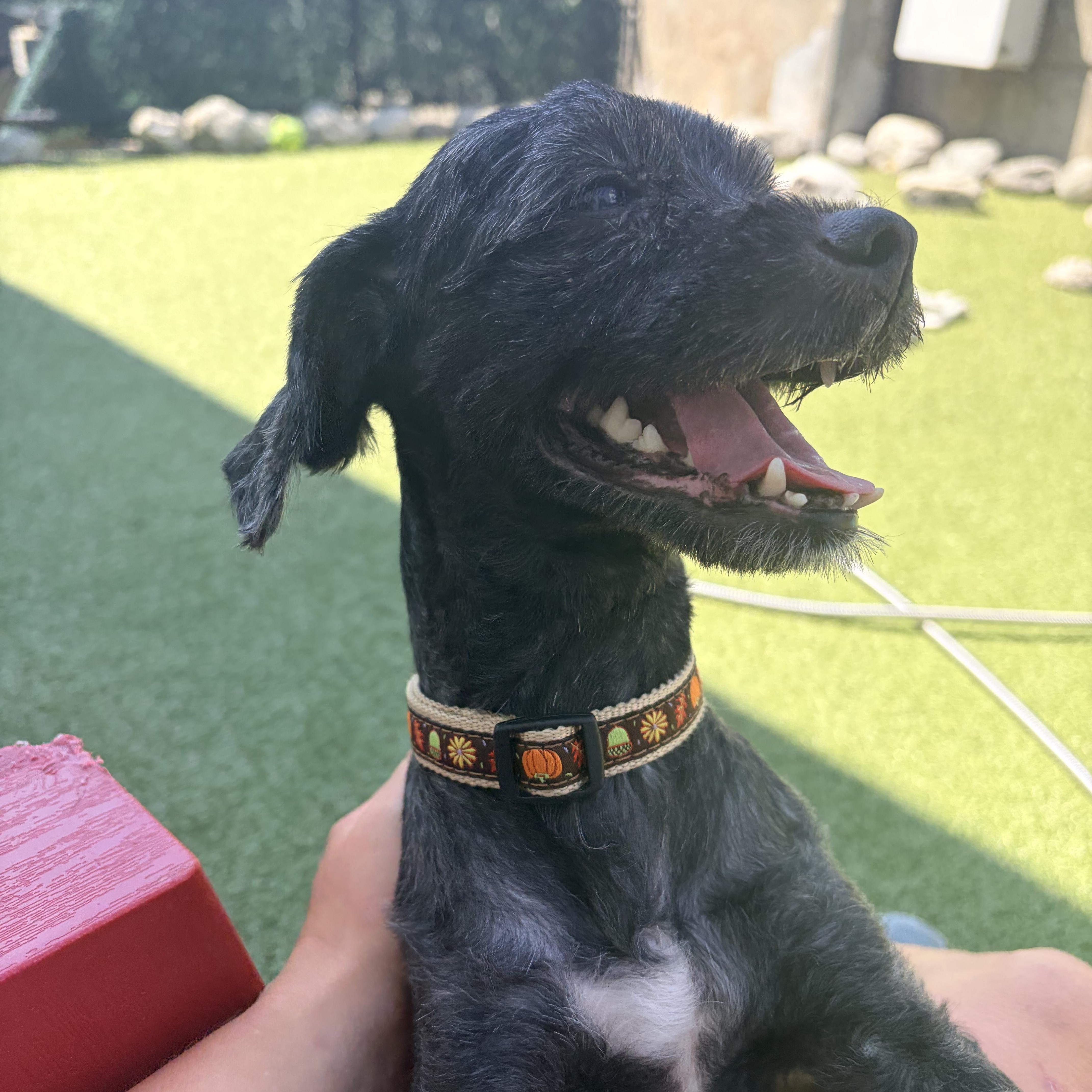 Sprocket, a Adoptable mixed breed in Stamford, CT image 5/6