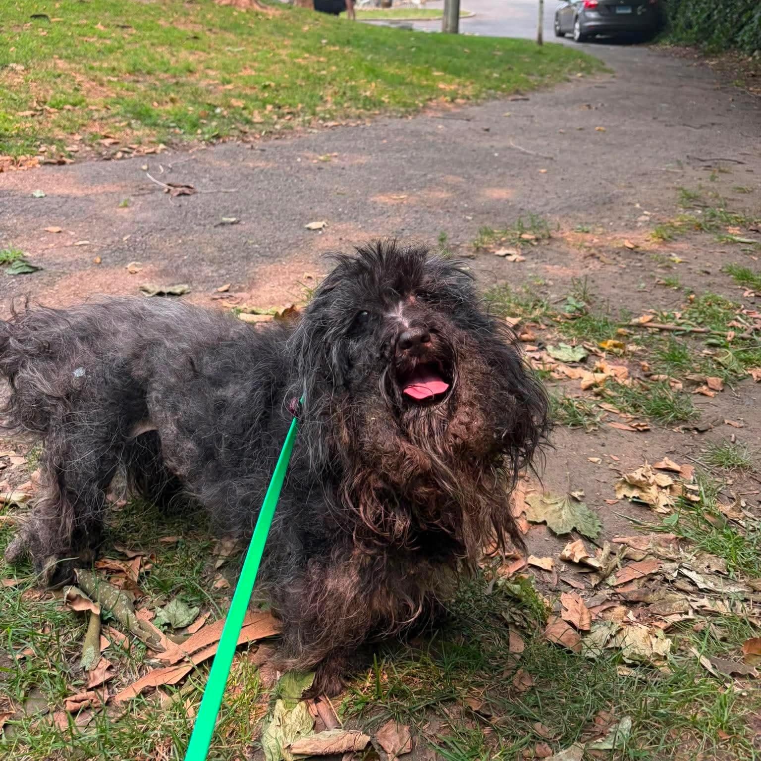 Sprocket, a Adoptable mixed breed in Stamford, CT image 2/6