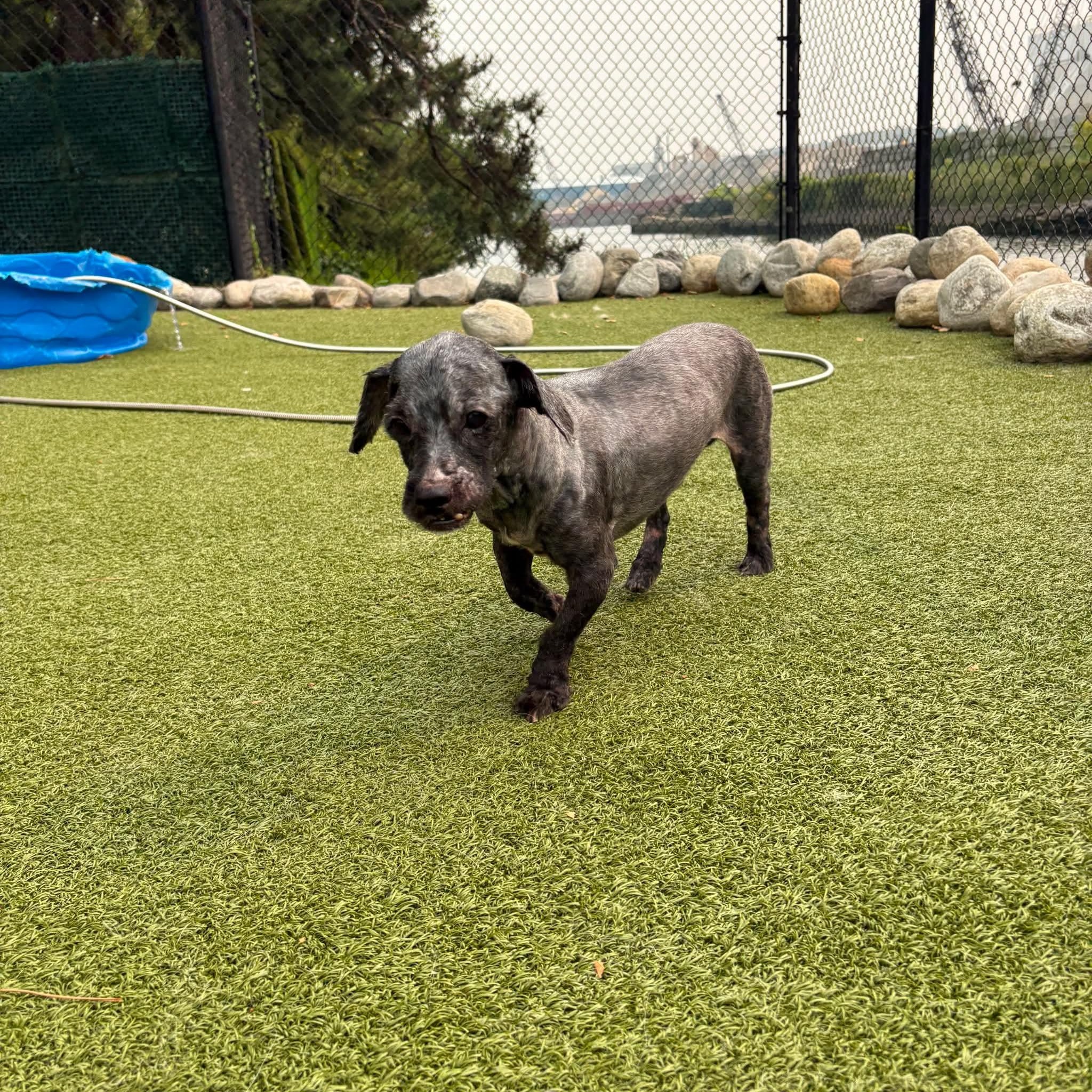 Sprocket, a Adoptable mixed breed in Stamford, CT image 3/6