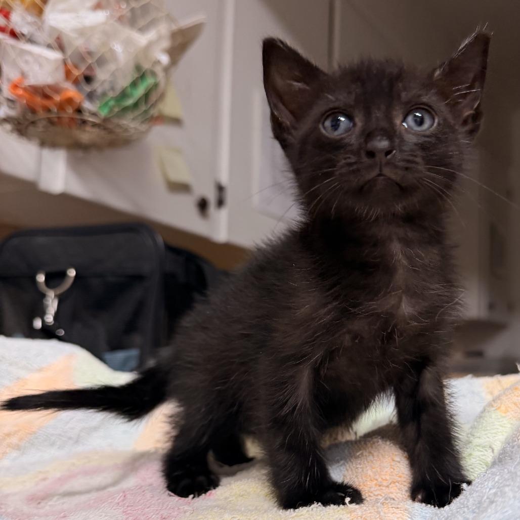 Dobby, Adoptable, Kitten Male Domestic Short Hair.