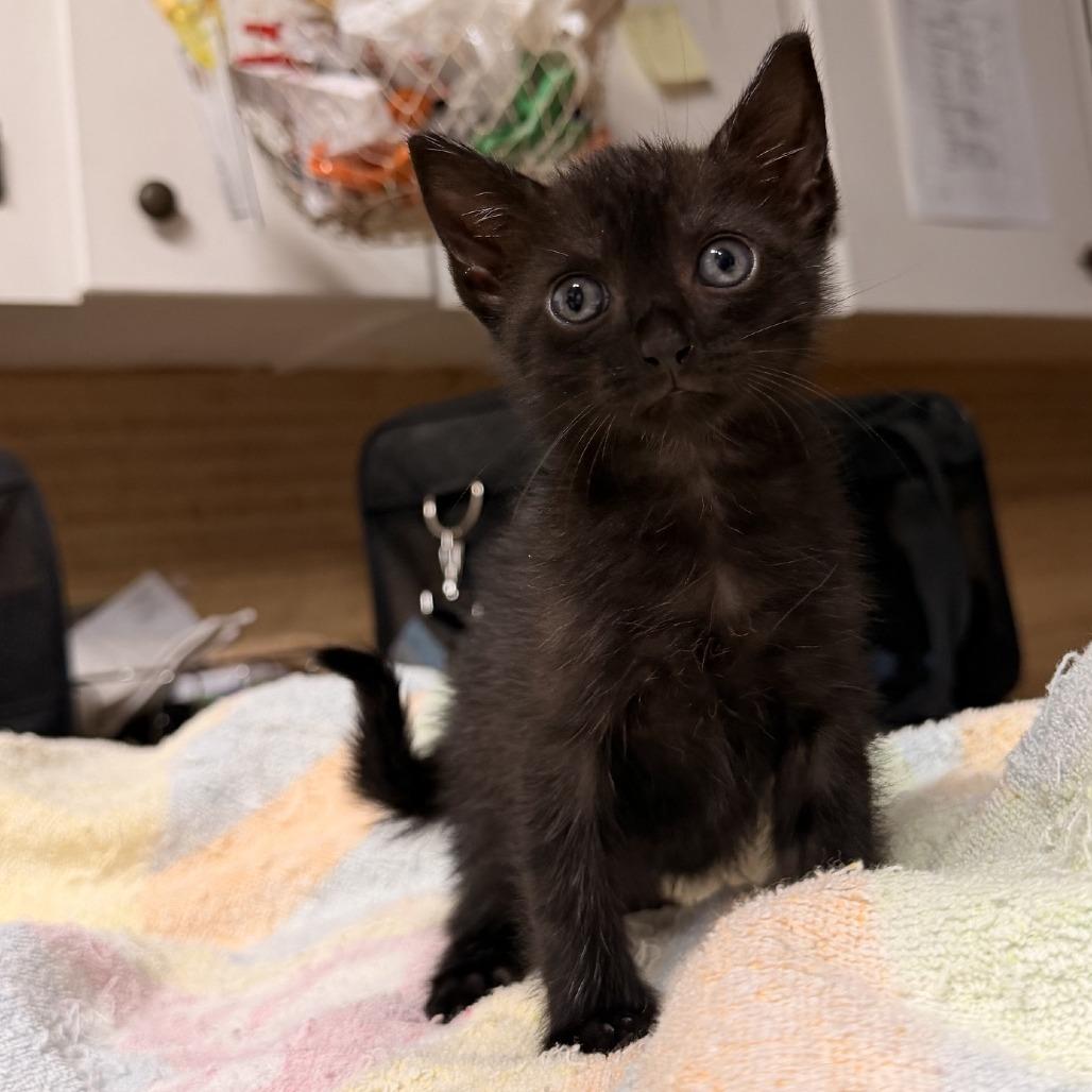 Enlarge Dobby, a Adoptable Domestic Short Hair in Baytown, TX image 2/2
