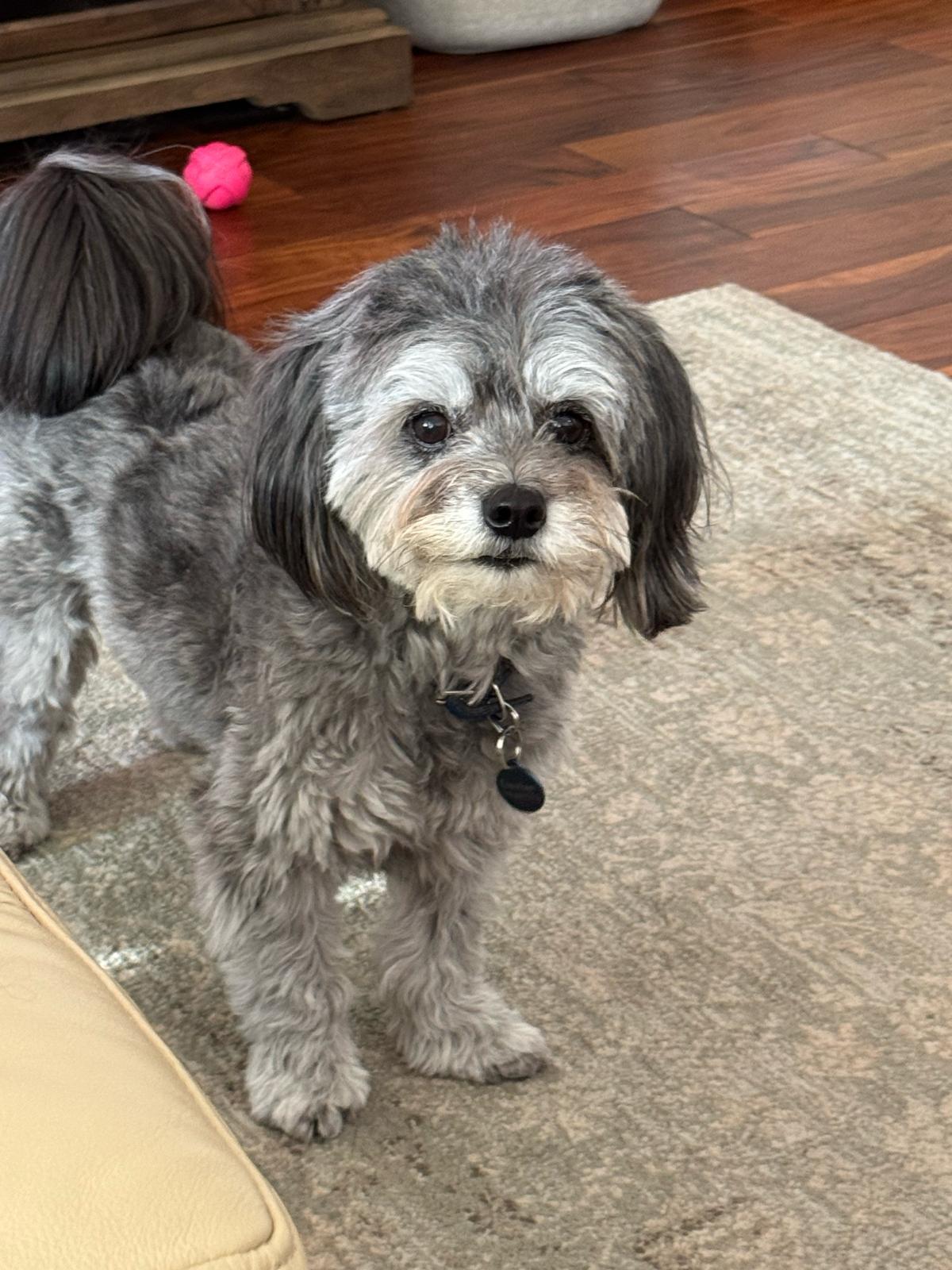 DEX, ADOPTABLE, Senior Male Maltese & Poodle.