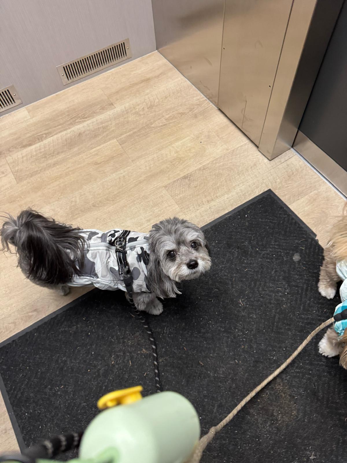 DEX, a ADOPTABLE mixed breed in Surrey, BC image 2/3