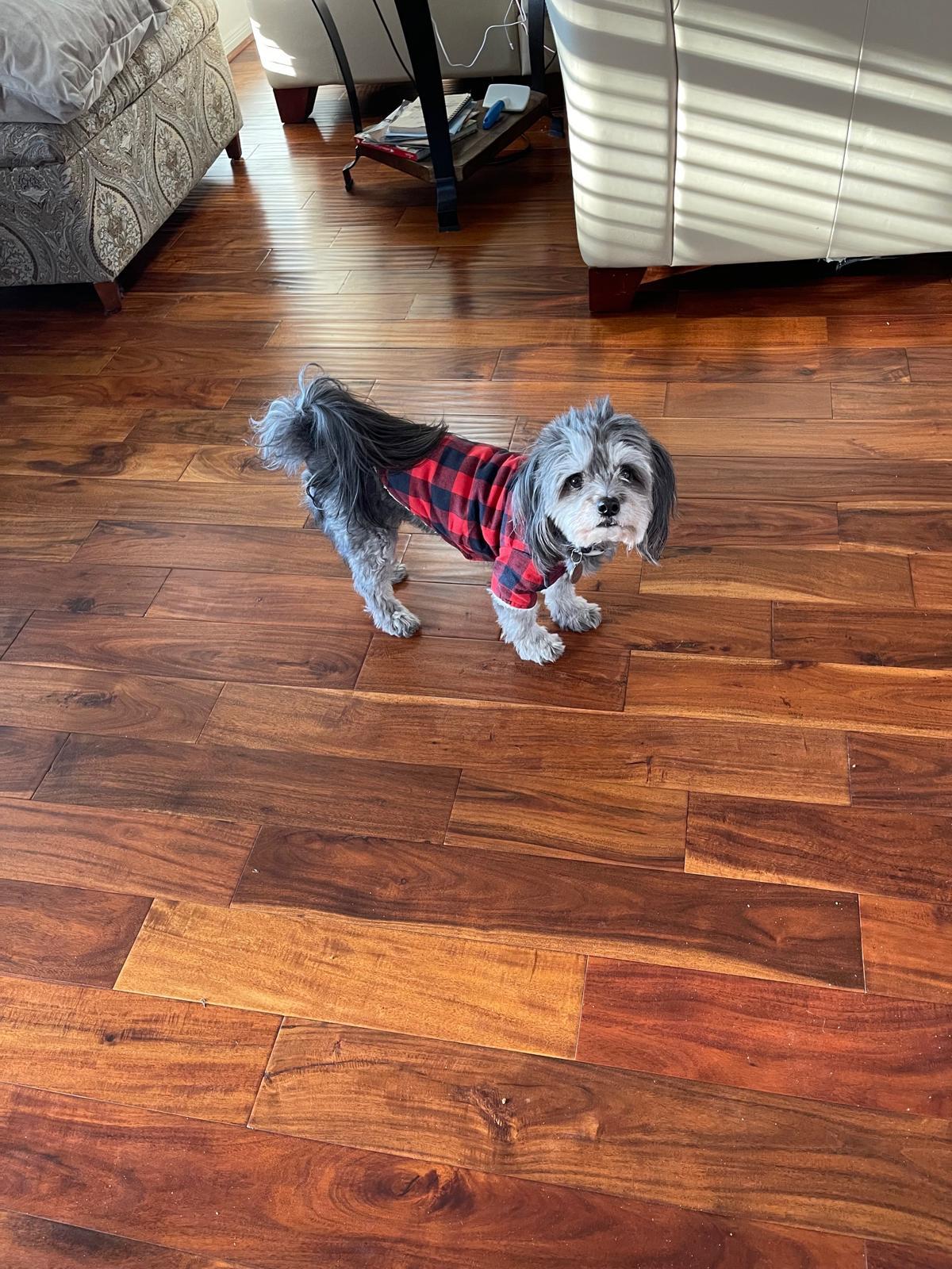 DEX, a ADOPTABLE mixed breed in Surrey, BC image 3/3