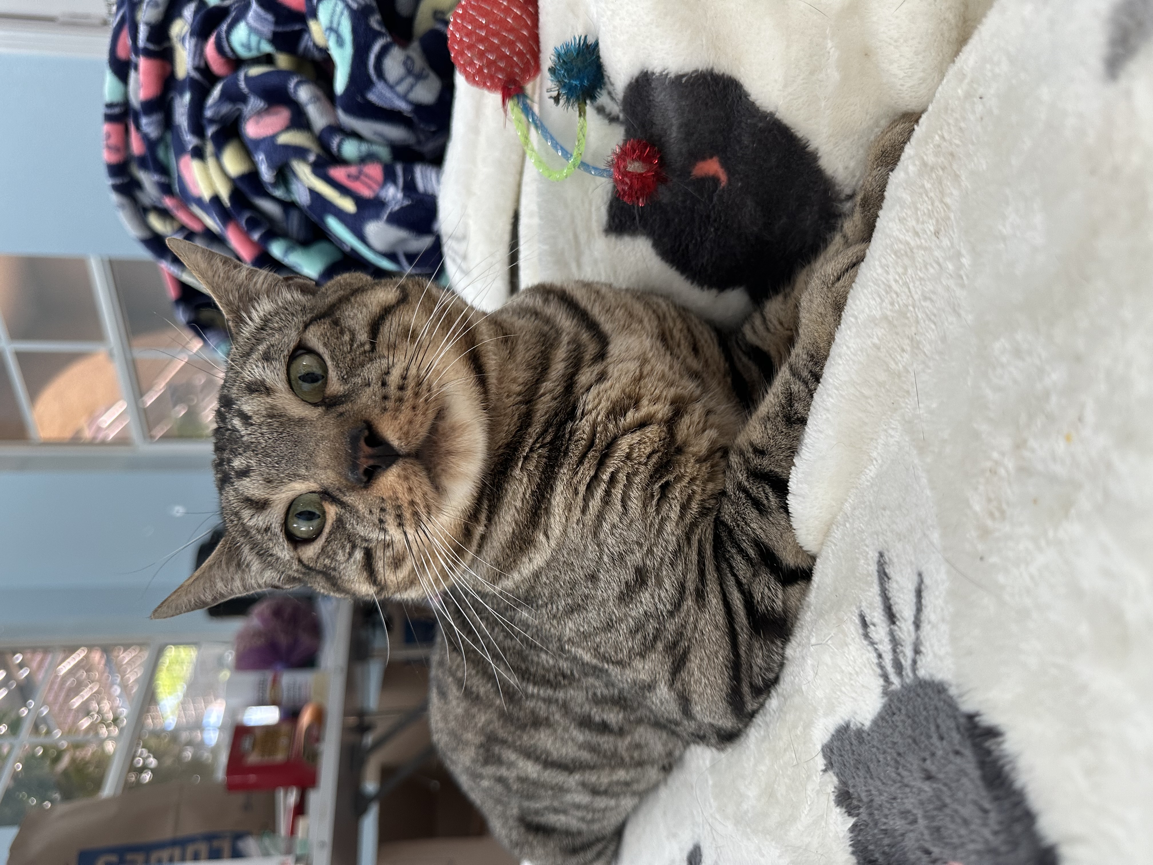 Ambassador, a Adoptable Bengal in Pomona, CA image 1/6