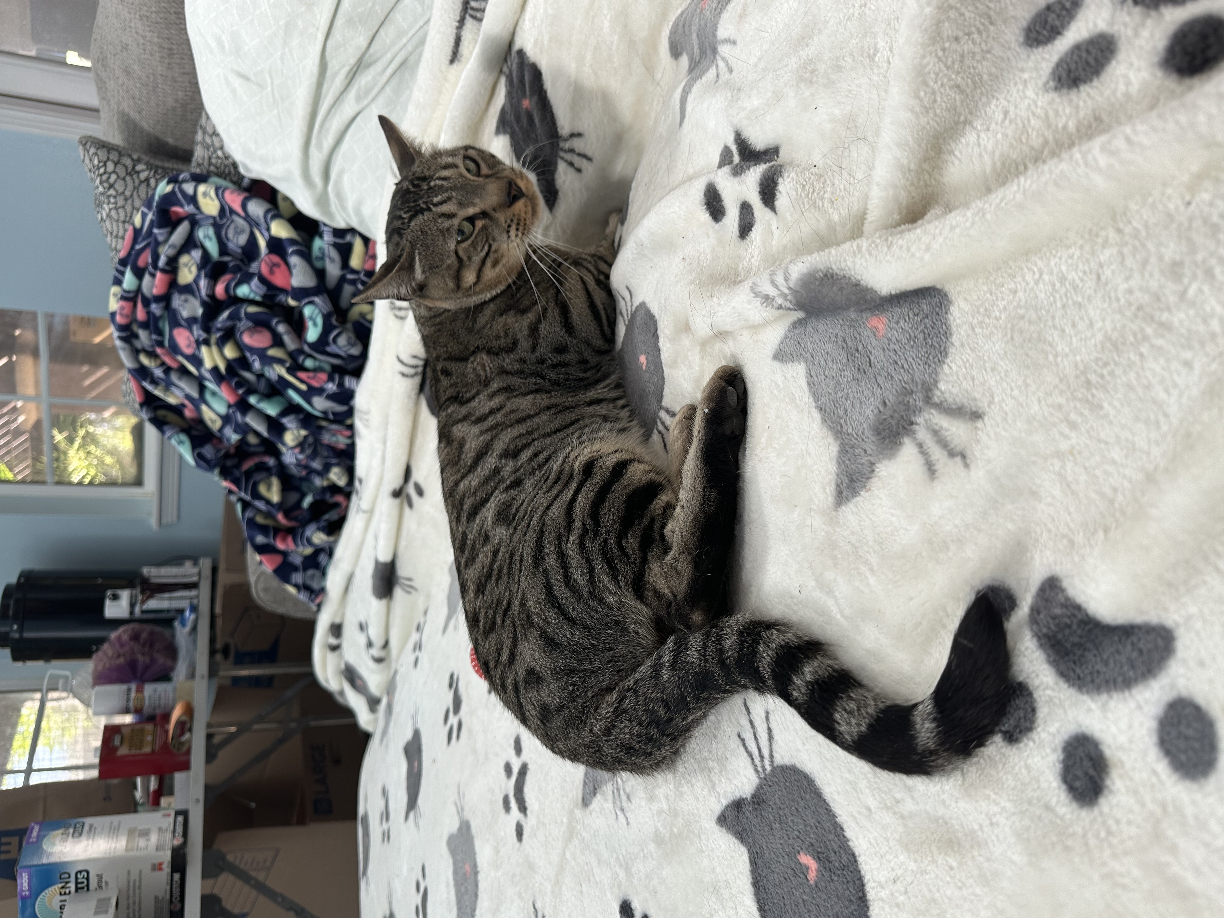 Ambassador, a Adoptable Bengal in Pomona, CA image 2/6