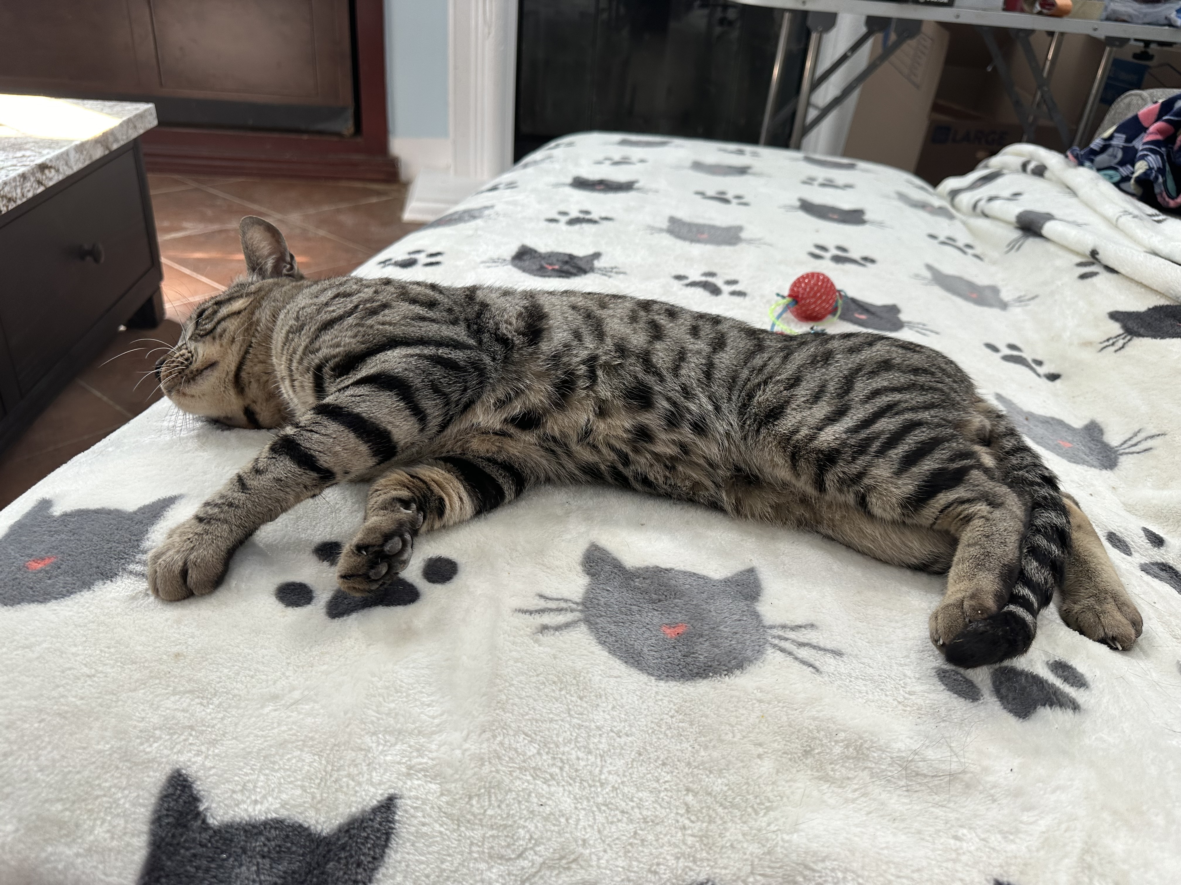 Ambassador, a Adoptable Bengal in Pomona, CA image 3/6