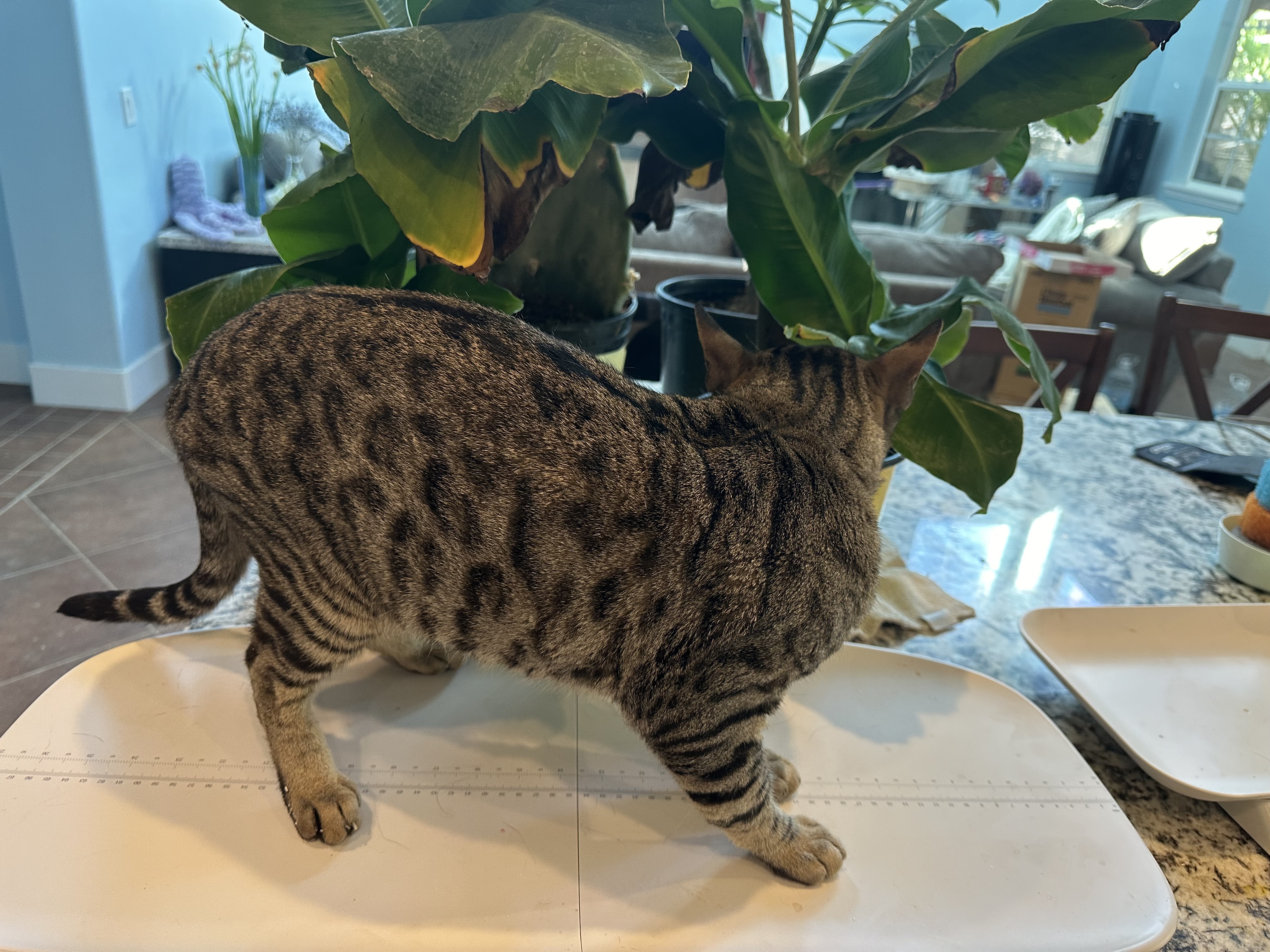 Ambassador, a Adoptable Bengal in Pomona, CA image 4/6