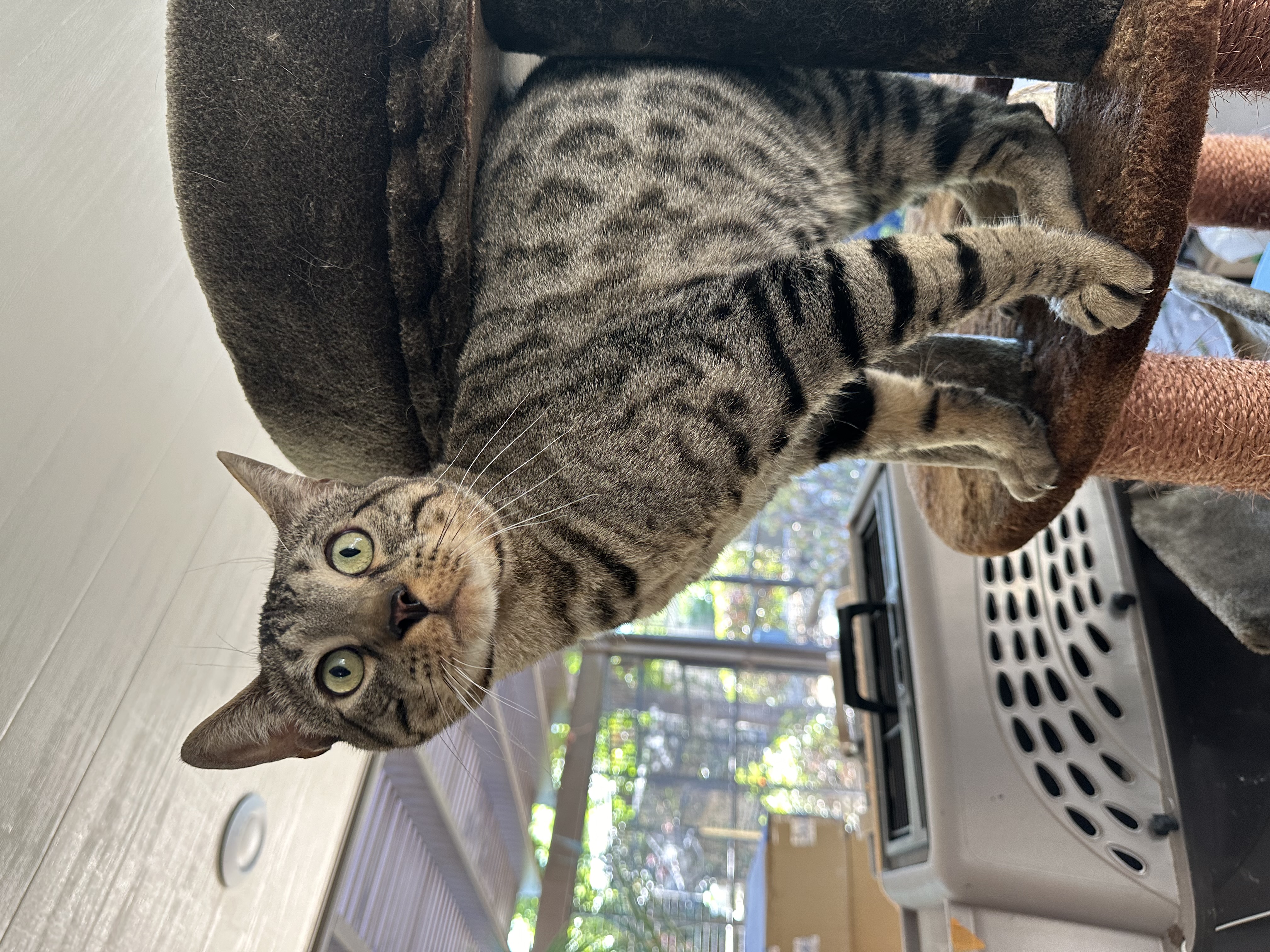 Ambassador, a Adoptable Bengal in Pomona, CA image 5/6