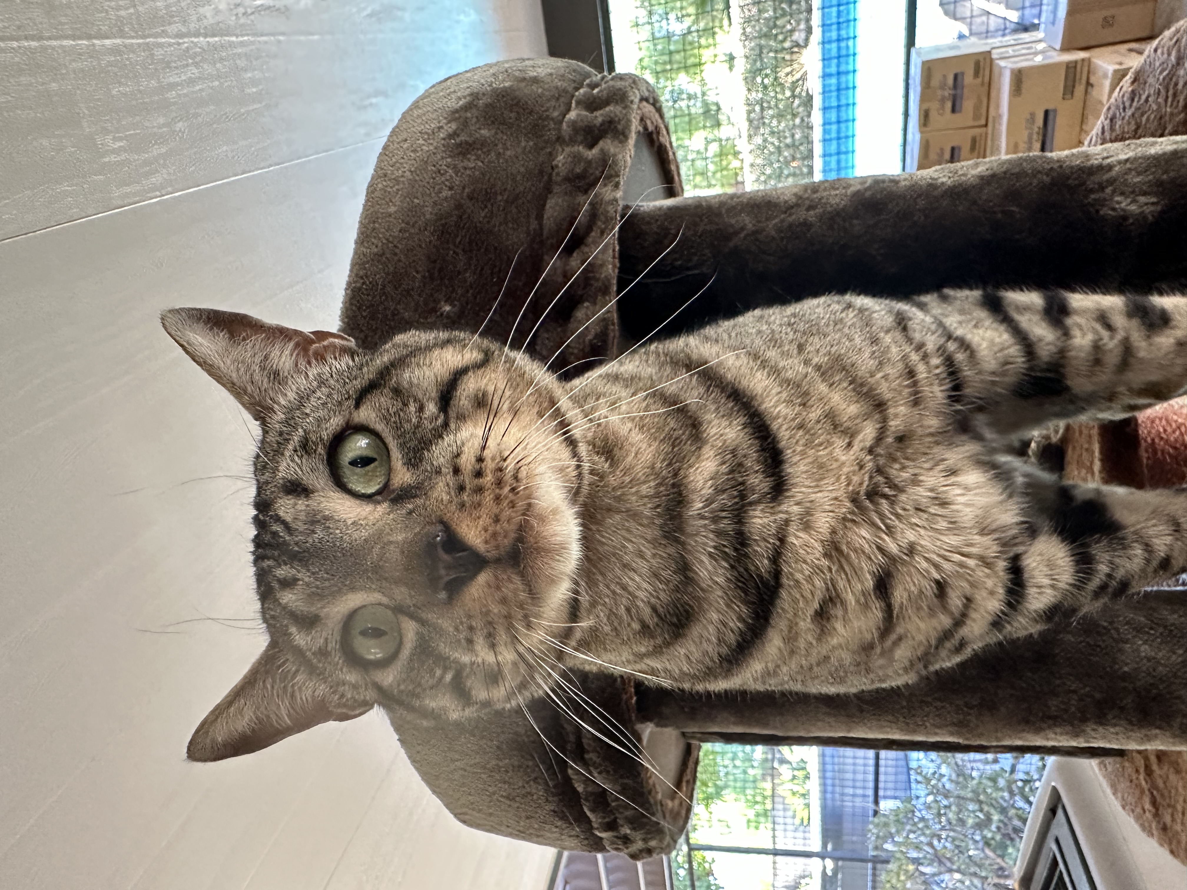 Ambassador, a Adoptable Bengal in Pomona, CA image 6/6