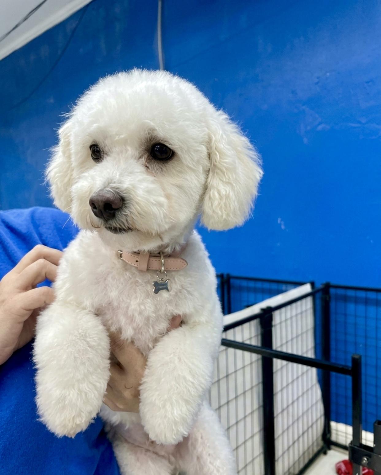 Carley & Miley, Adoptable, Adult Female Bichon Frise.