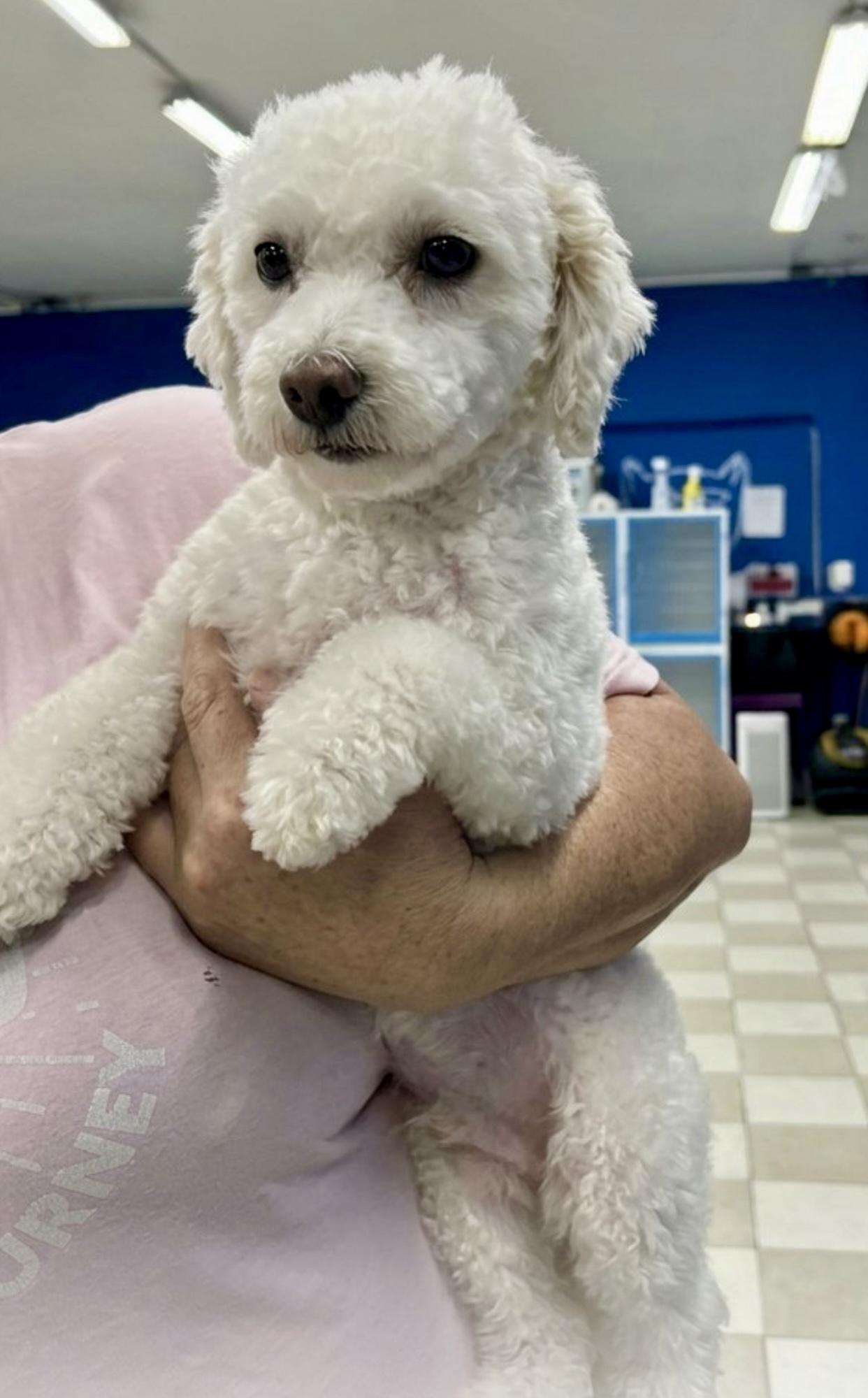 Enlarge Carley & Miley, a Adoptable Bichon Frise in Hartwell, GA image 2/2