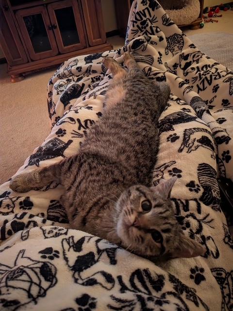 Enlarge Crystal, an adoptable Domestic Short Hair in Shippensburg, PA image 4/5