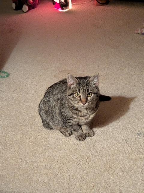 Enlarge Crystal, an adoptable Domestic Short Hair in Shippensburg, PA image 5/5