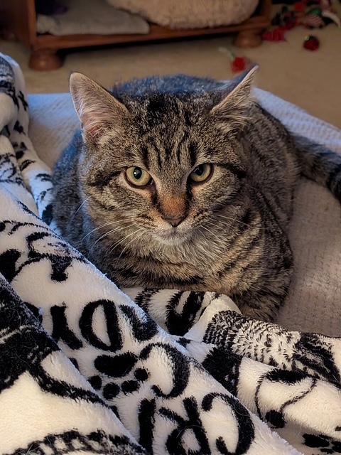 Enlarge Crystal, an adoptable Domestic Short Hair in Shippensburg, PA image 1/5