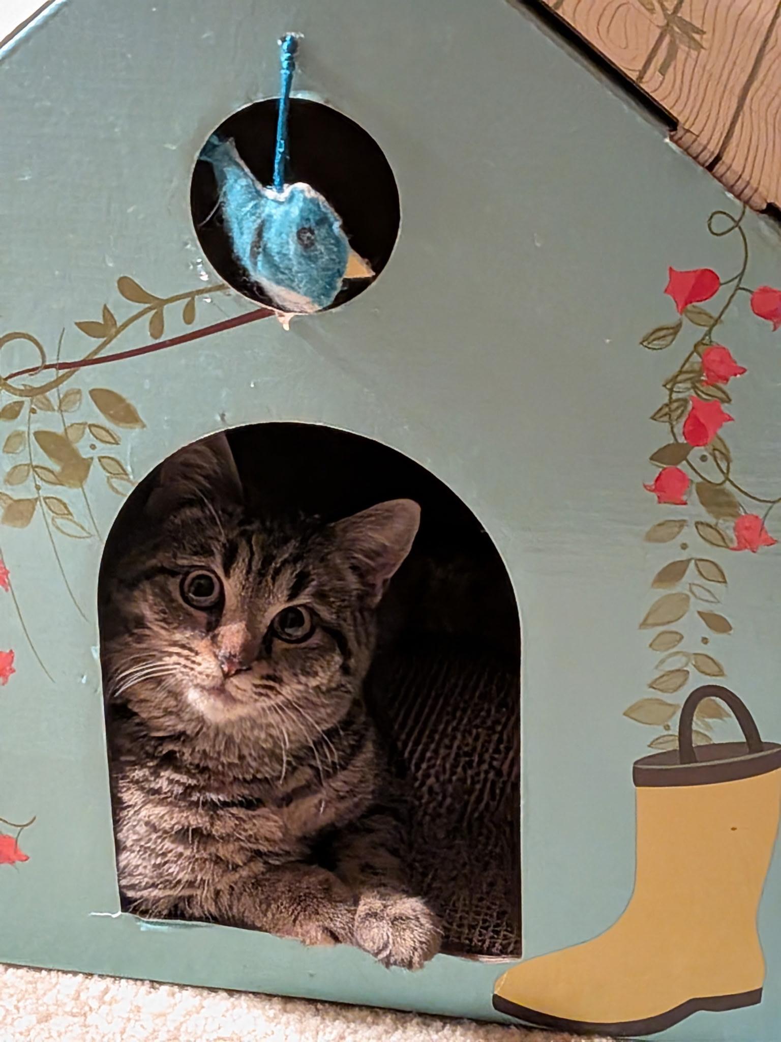 Enlarge Crystal, an adoptable Domestic Short Hair in Shippensburg, PA image 3/5