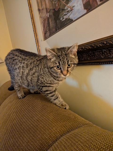 Enlarge Crystal, an adoptable Domestic Short Hair in Shippensburg, PA image 2/5