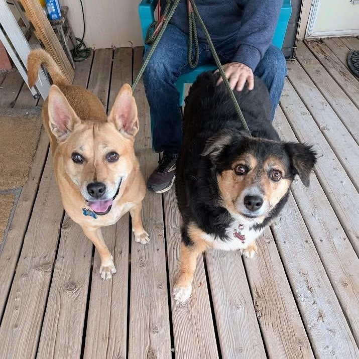 Enlarge Harley, a ADOPTABLE Australian Shepherd in Sierra Vista, AZ image 3/3