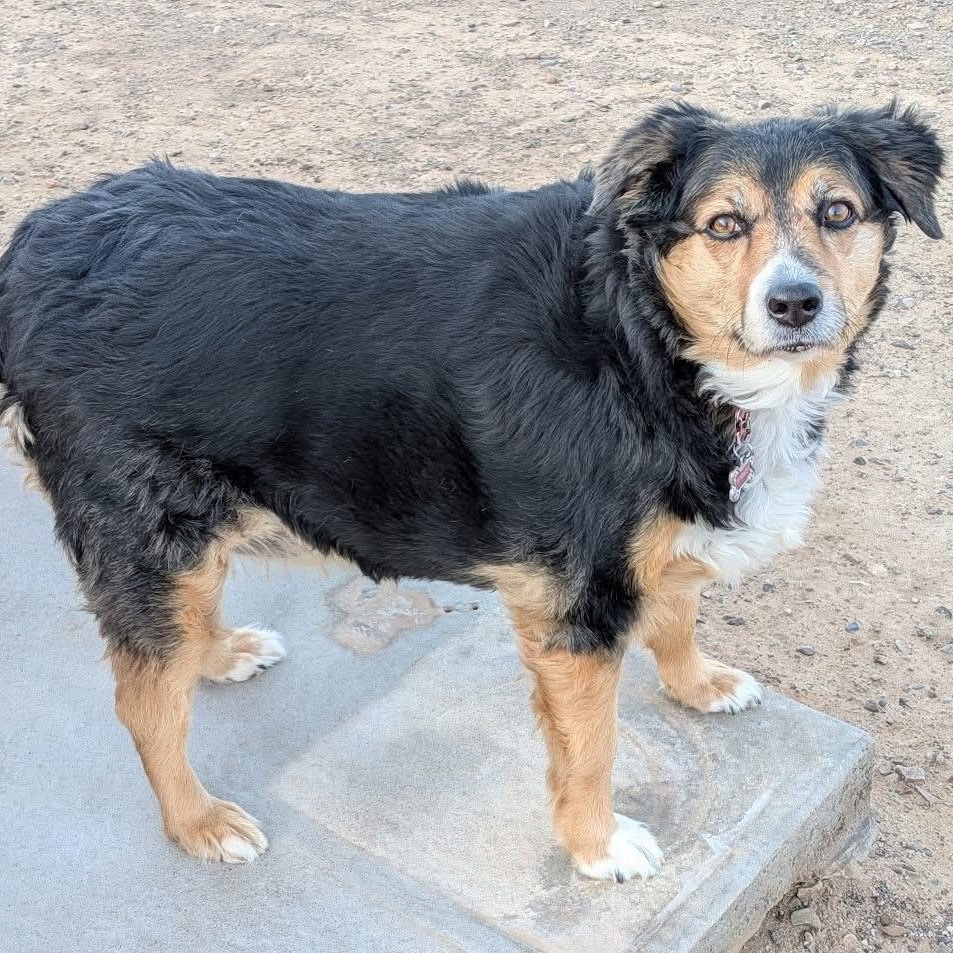 Enlarge Harley, a ADOPTABLE Australian Shepherd in Sierra Vista, AZ image 1/3