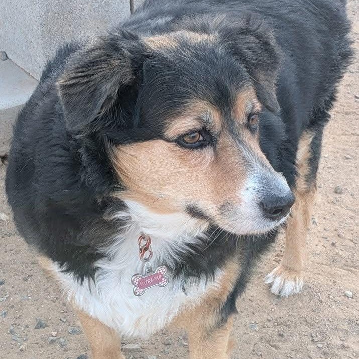 Enlarge Harley, a ADOPTABLE Australian Shepherd in Sierra Vista, AZ image 2/3
