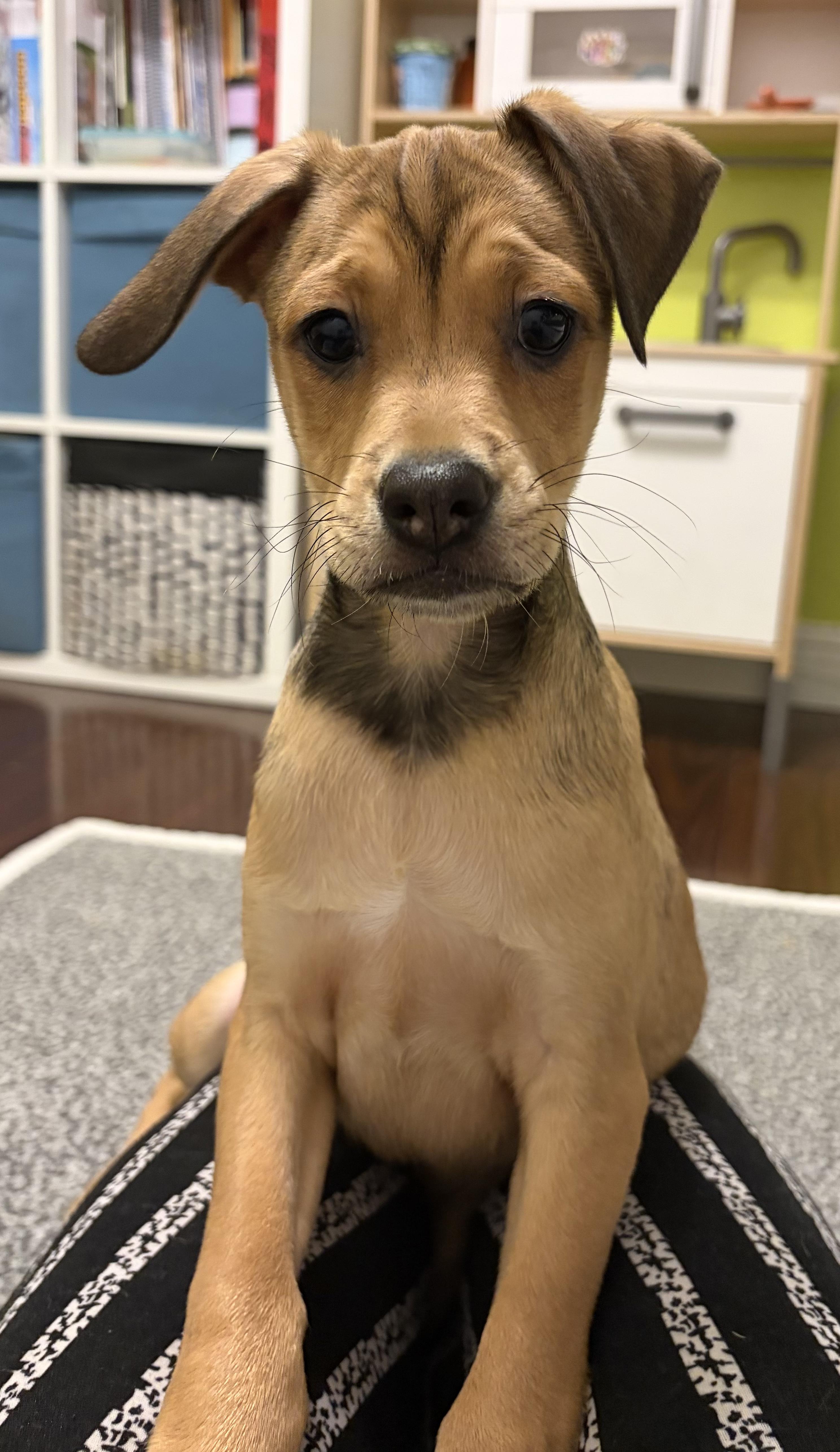 Enlarge Willie, an adopted mixed breed in Penryn, CA image 1/3