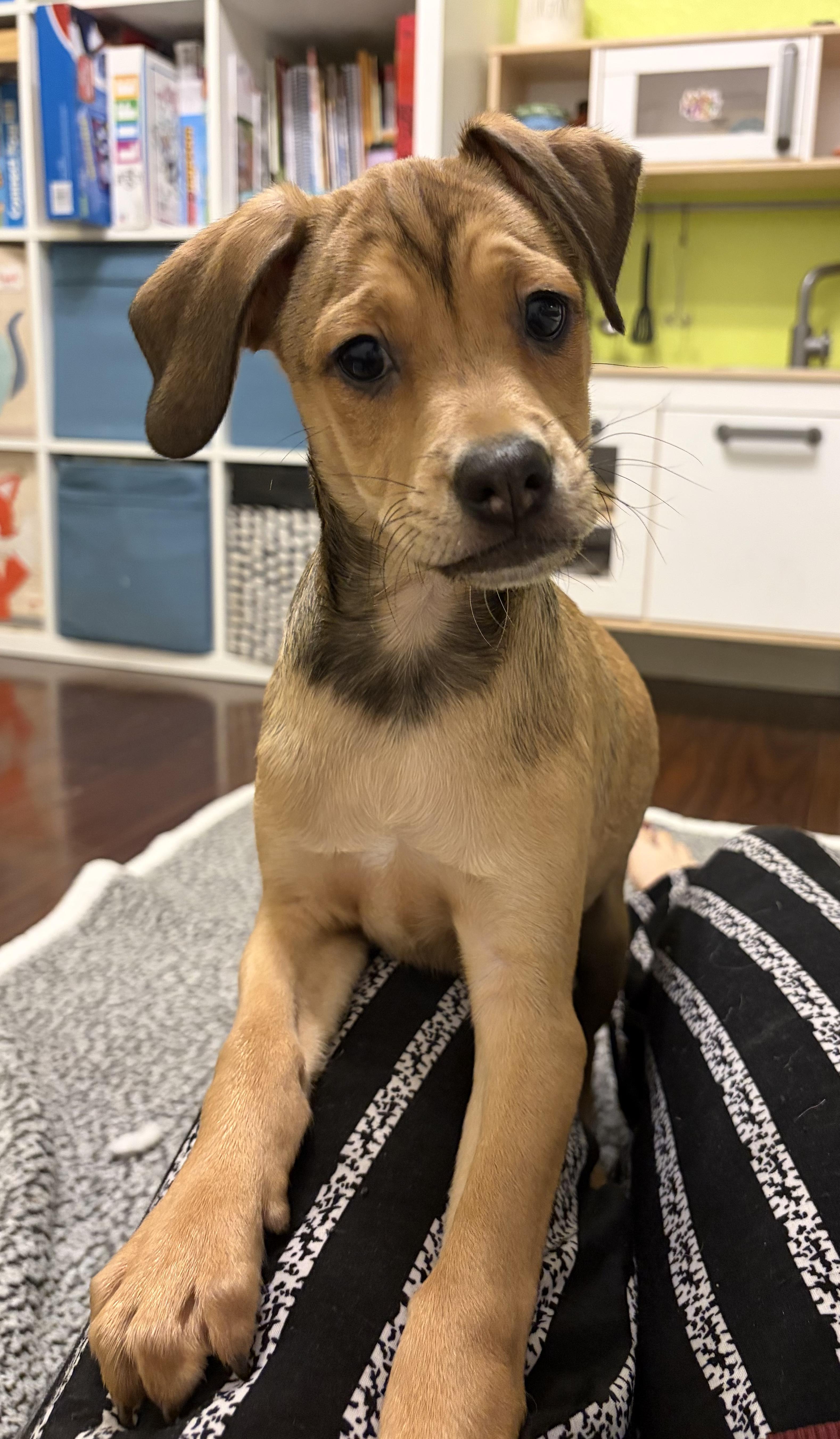 Enlarge Willie, an adopted mixed breed in Penryn, CA image 3/3