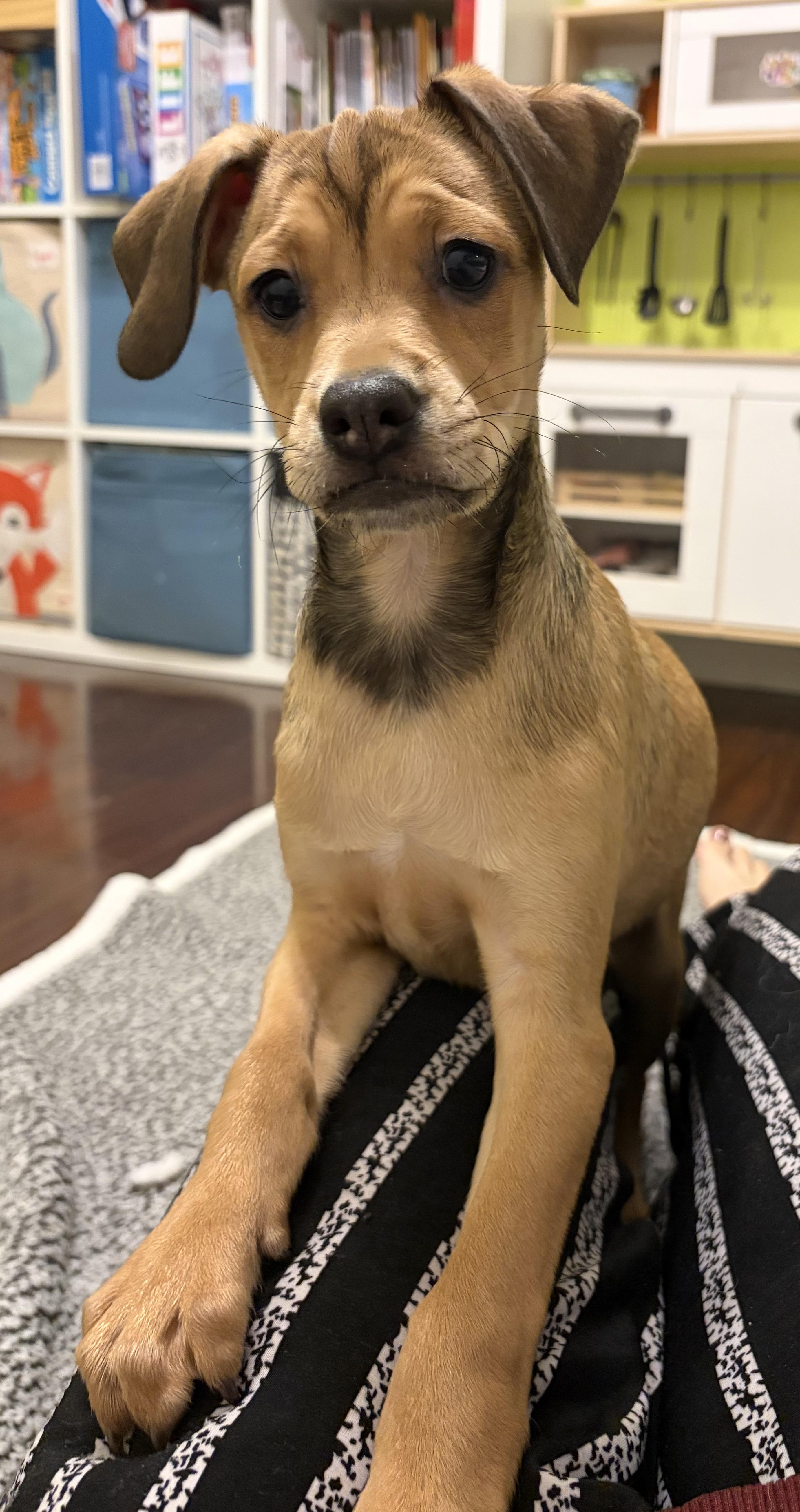 Enlarge Willie, an adopted mixed breed in Penryn, CA image 2/3