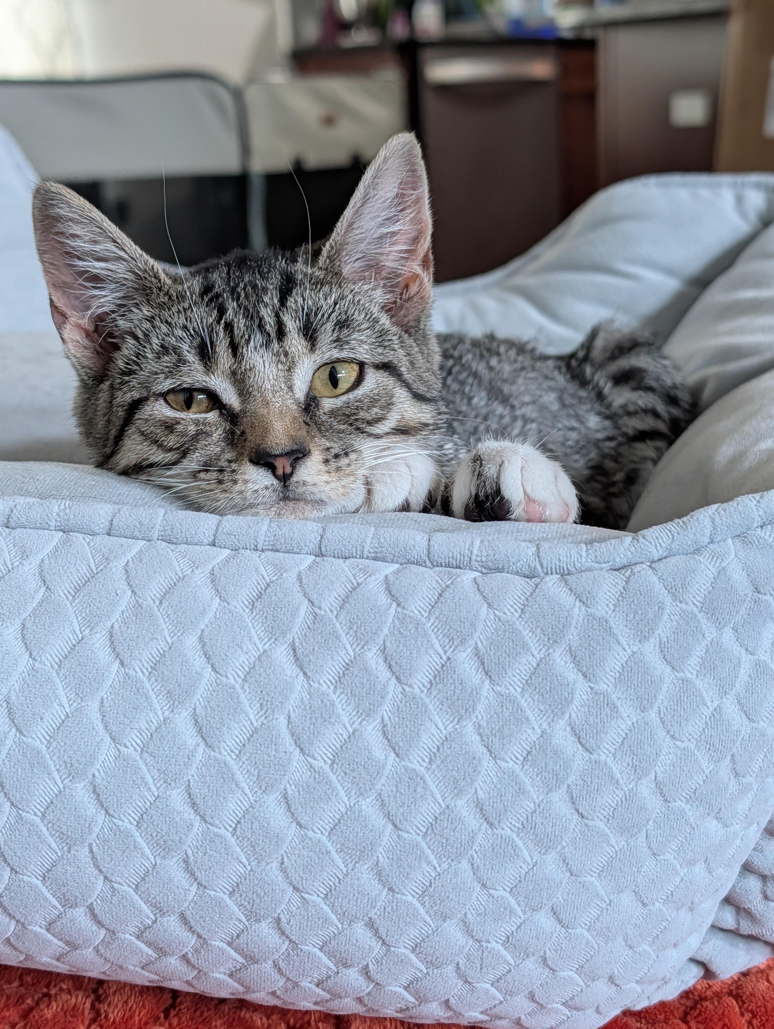 Enlarge Lil Gem - sweet solo kitten, a Adopted mixed breed in New York, NY image 3/6