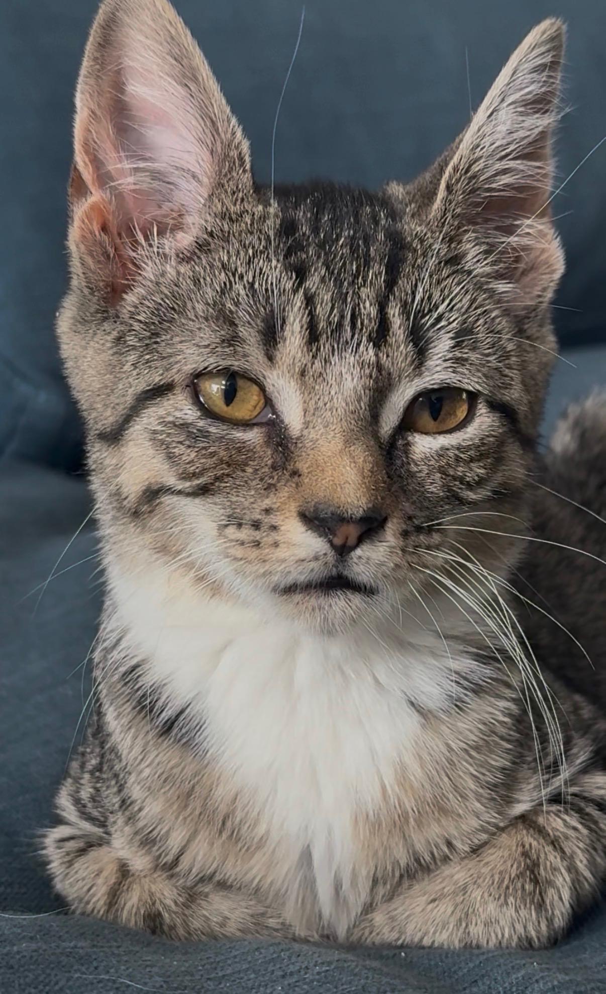 Enlarge Lil Gem - sweet solo kitten, a Adopted mixed breed in New York, NY image 5/6