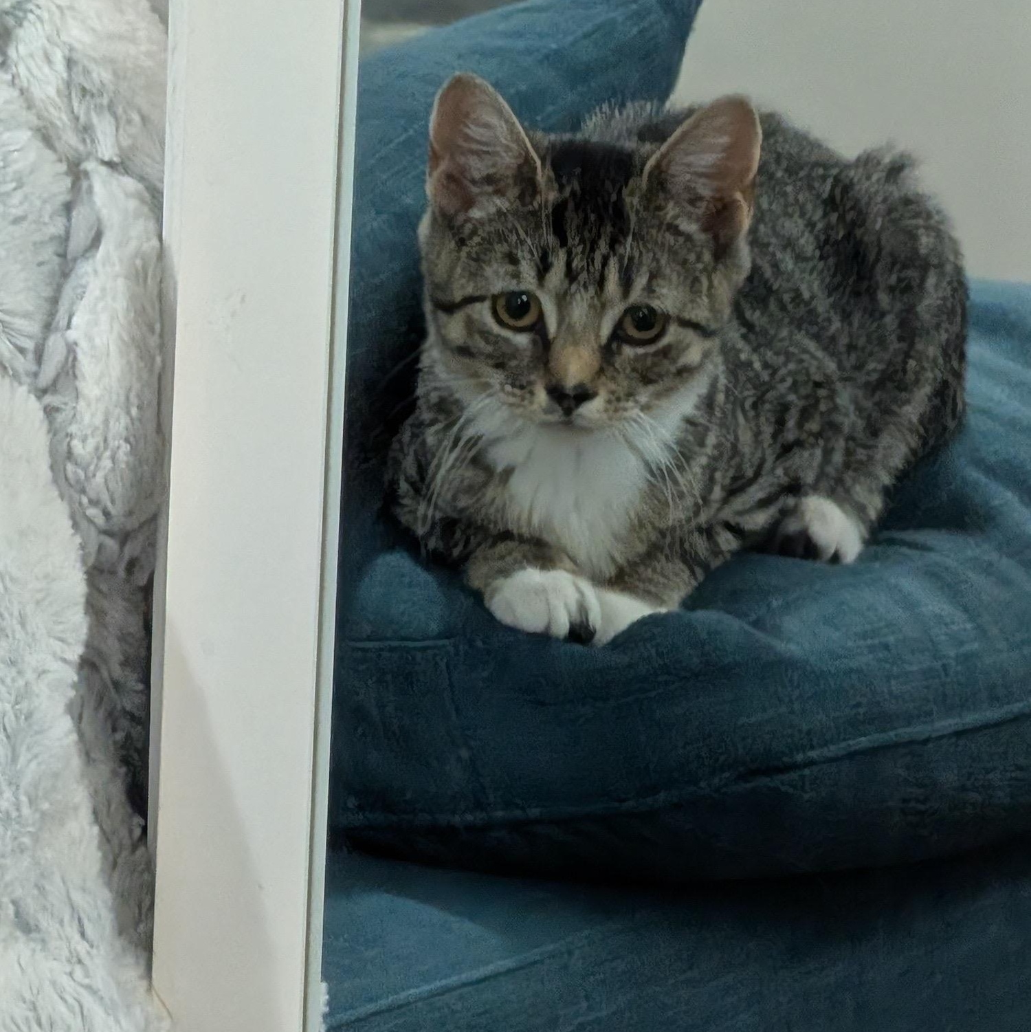 Enlarge Lil Gem - sweet solo kitten, a Adopted mixed breed in New York, NY image 6/6