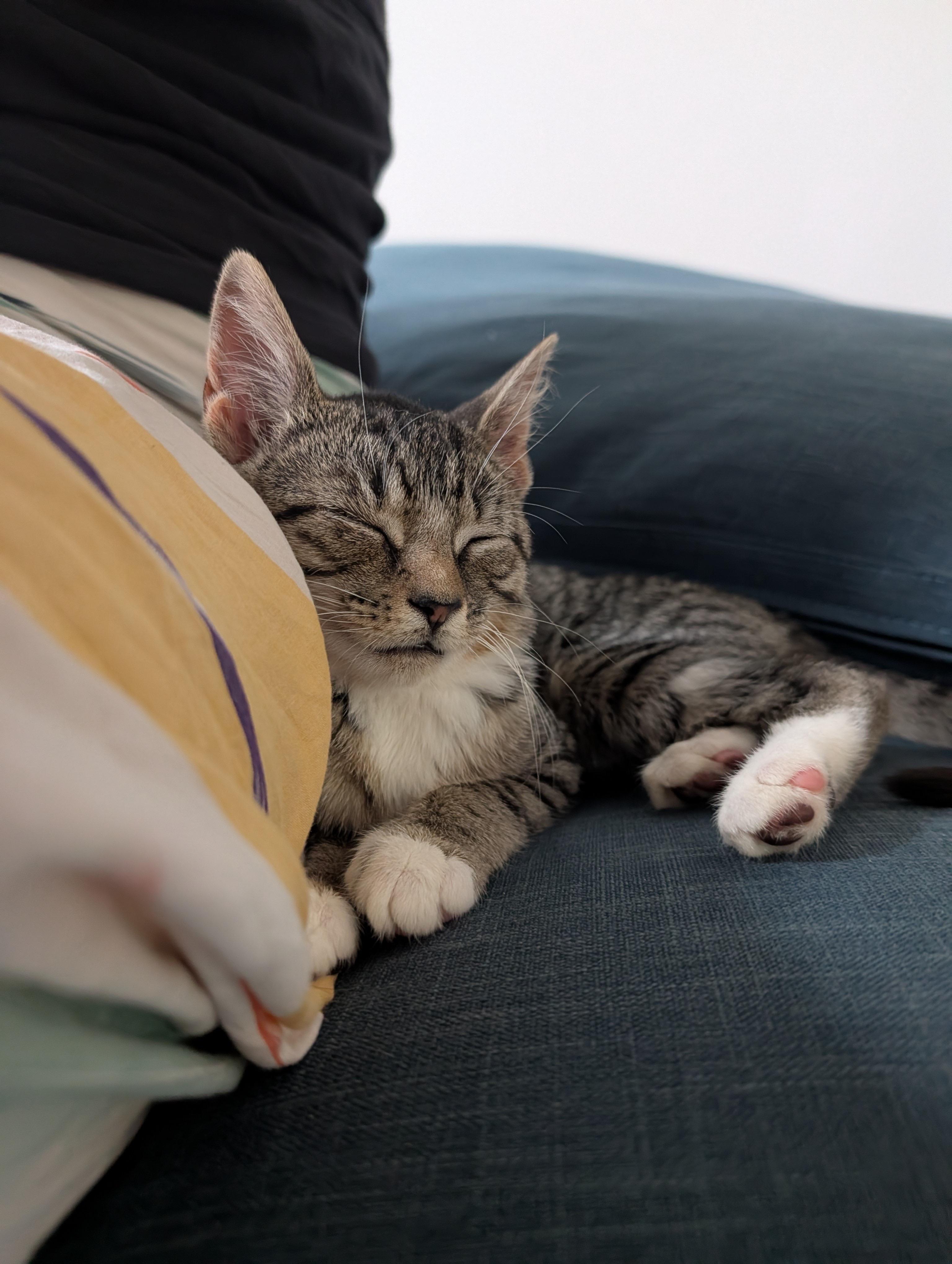 Enlarge Lil Gem - sweet solo kitten, a Adopted mixed breed in New York, NY image 4/6