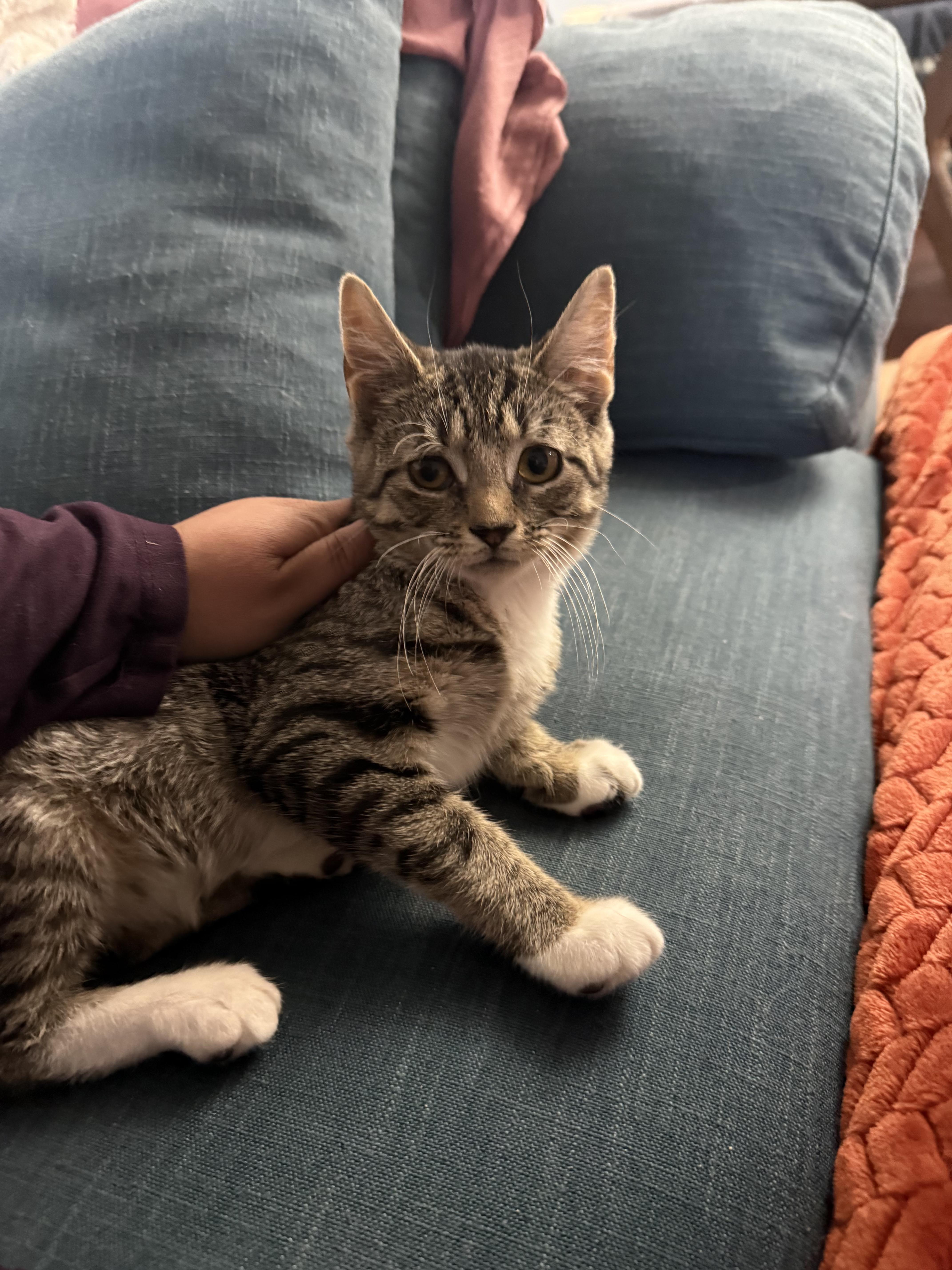 Enlarge Lil Gem - sweet solo kitten, a Adopted mixed breed in New York, NY image 2/6