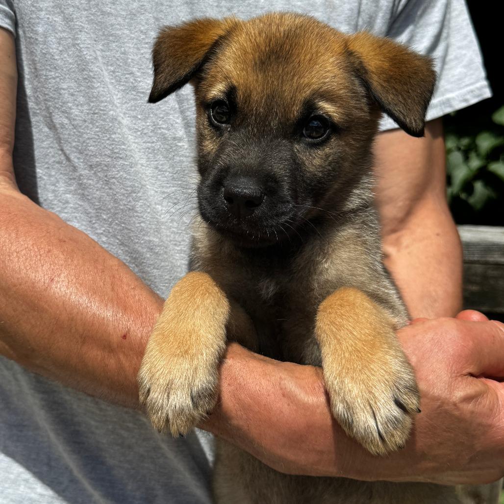 Enlarge NY John avail Jun 13 (Choice Pet Carmel), a Adoptable mixed breed in Eastford, CT image 1/3